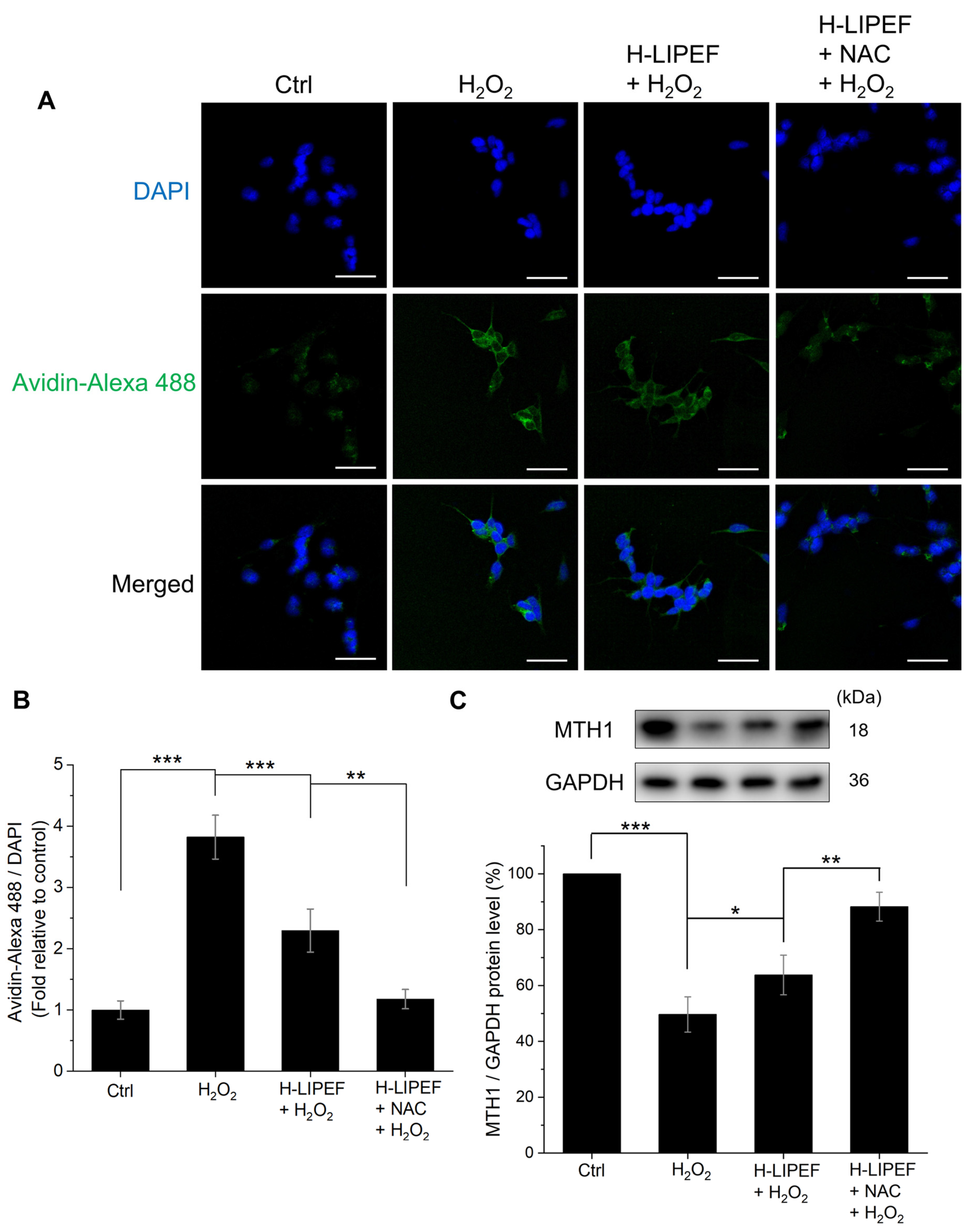 Antioxidants 14 01267 g007