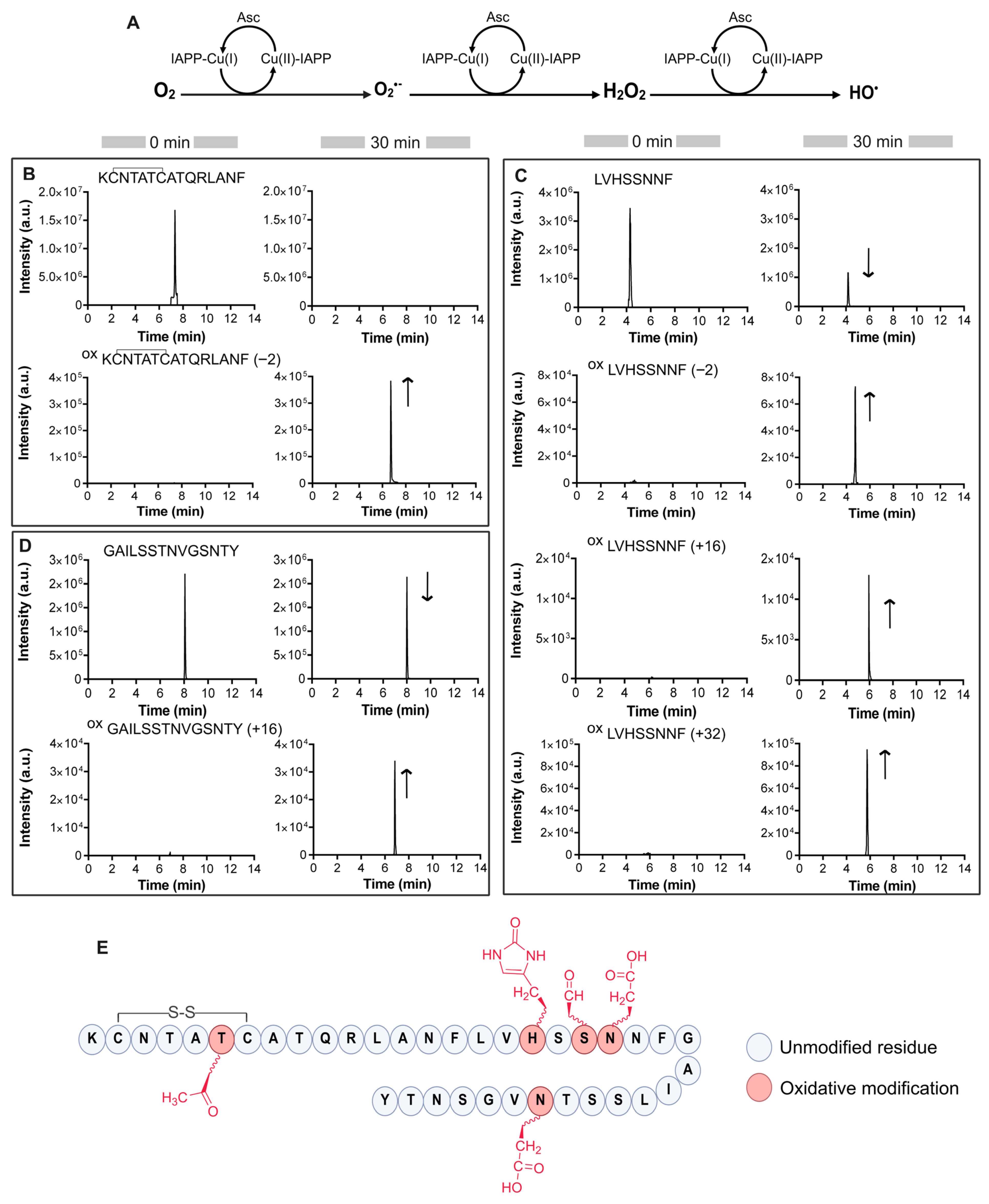 Antioxidants 14 01269 g001 Antioxidants 14 01269 g001