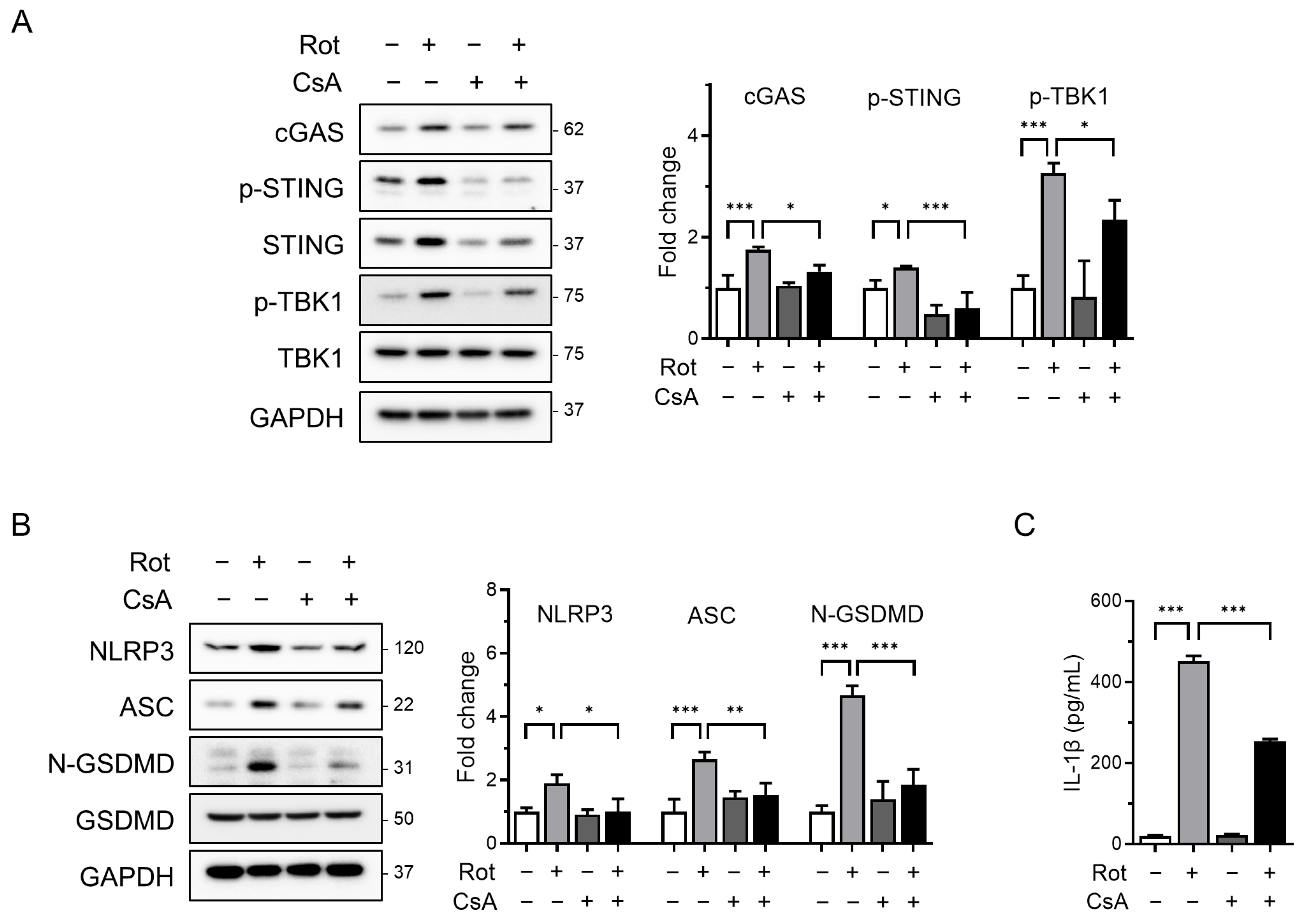 Antioxidants 14 01276 g004