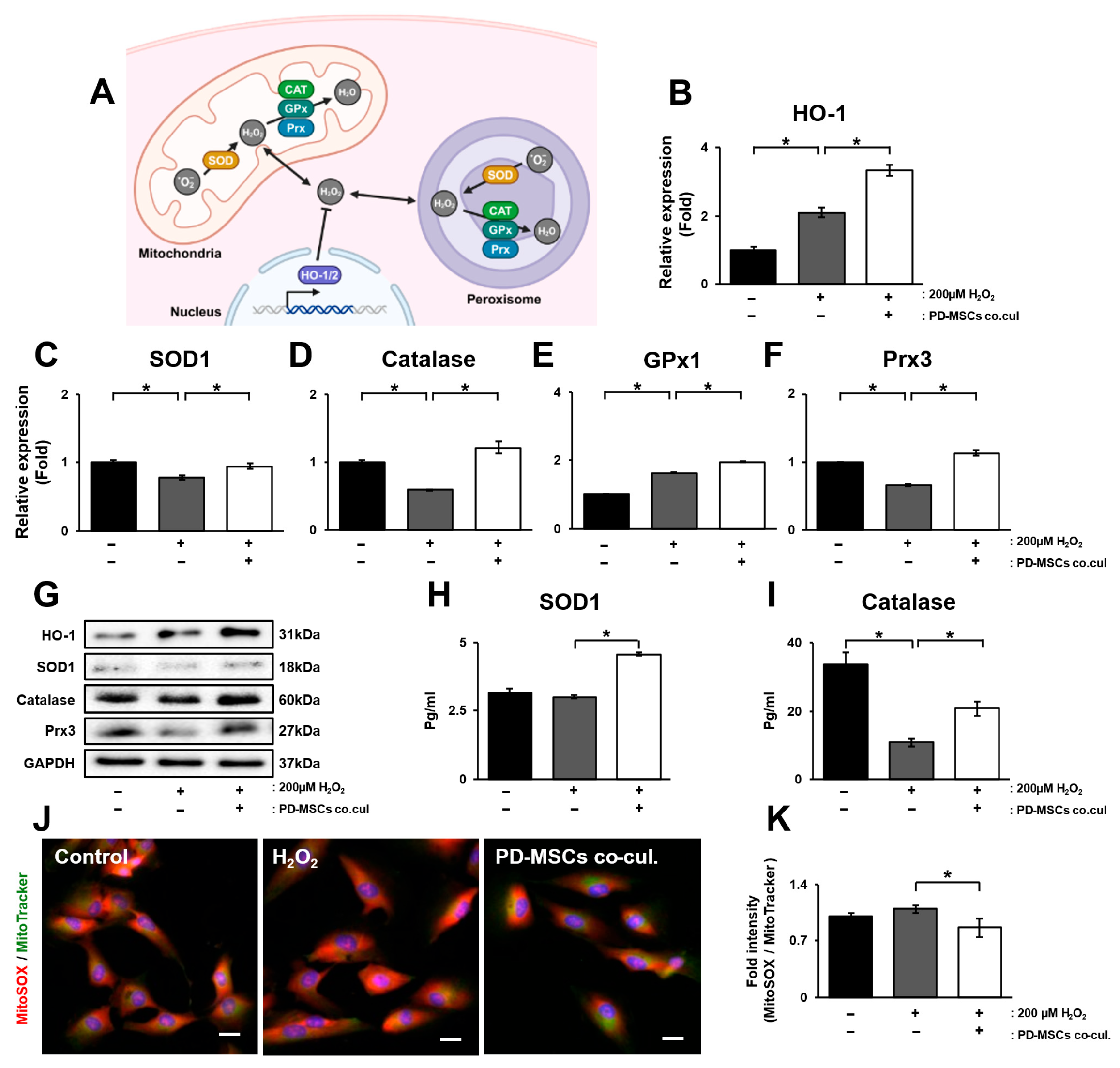 Antioxidants 14 01279 g002