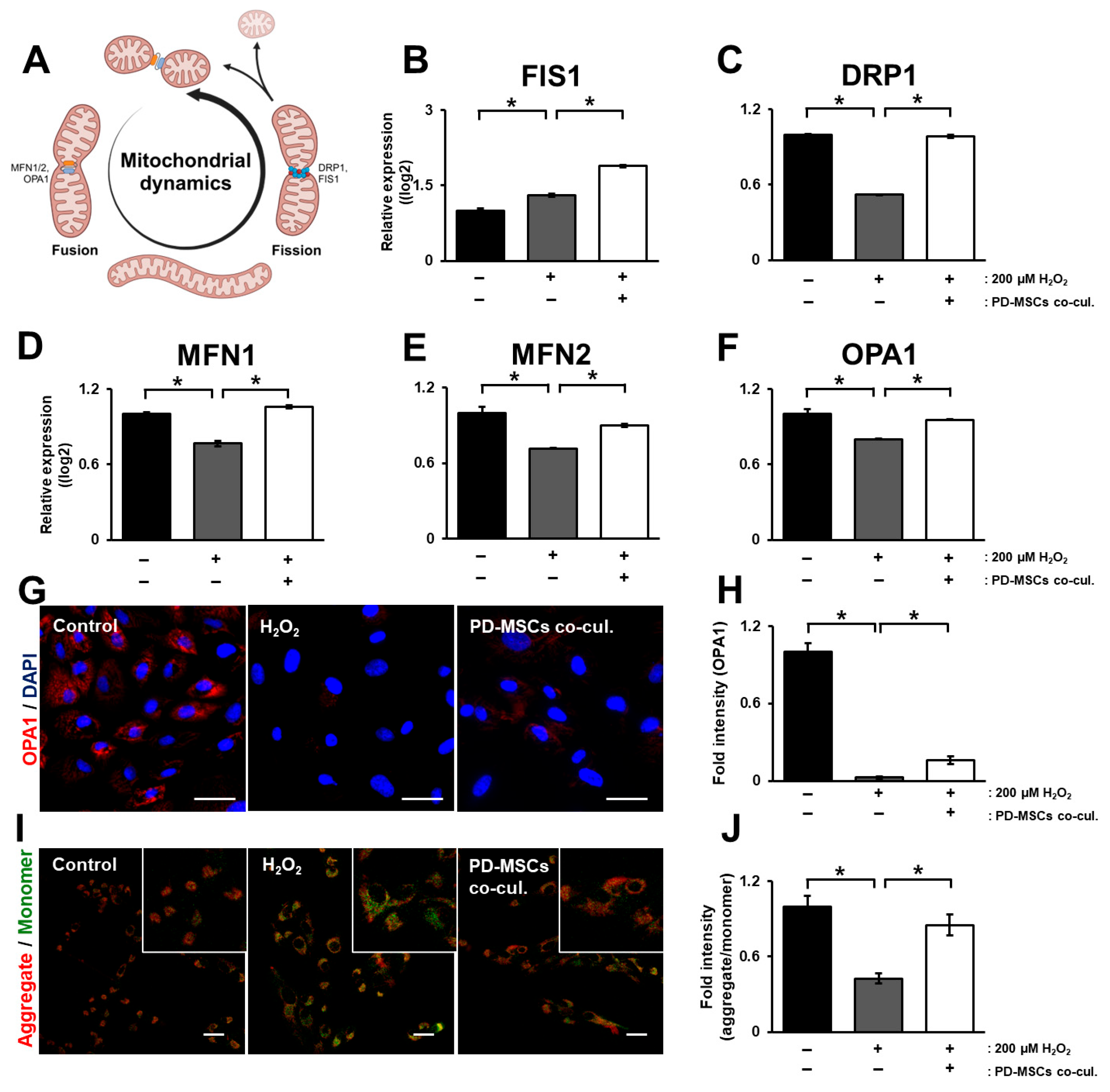 Antioxidants 14 01279 g003