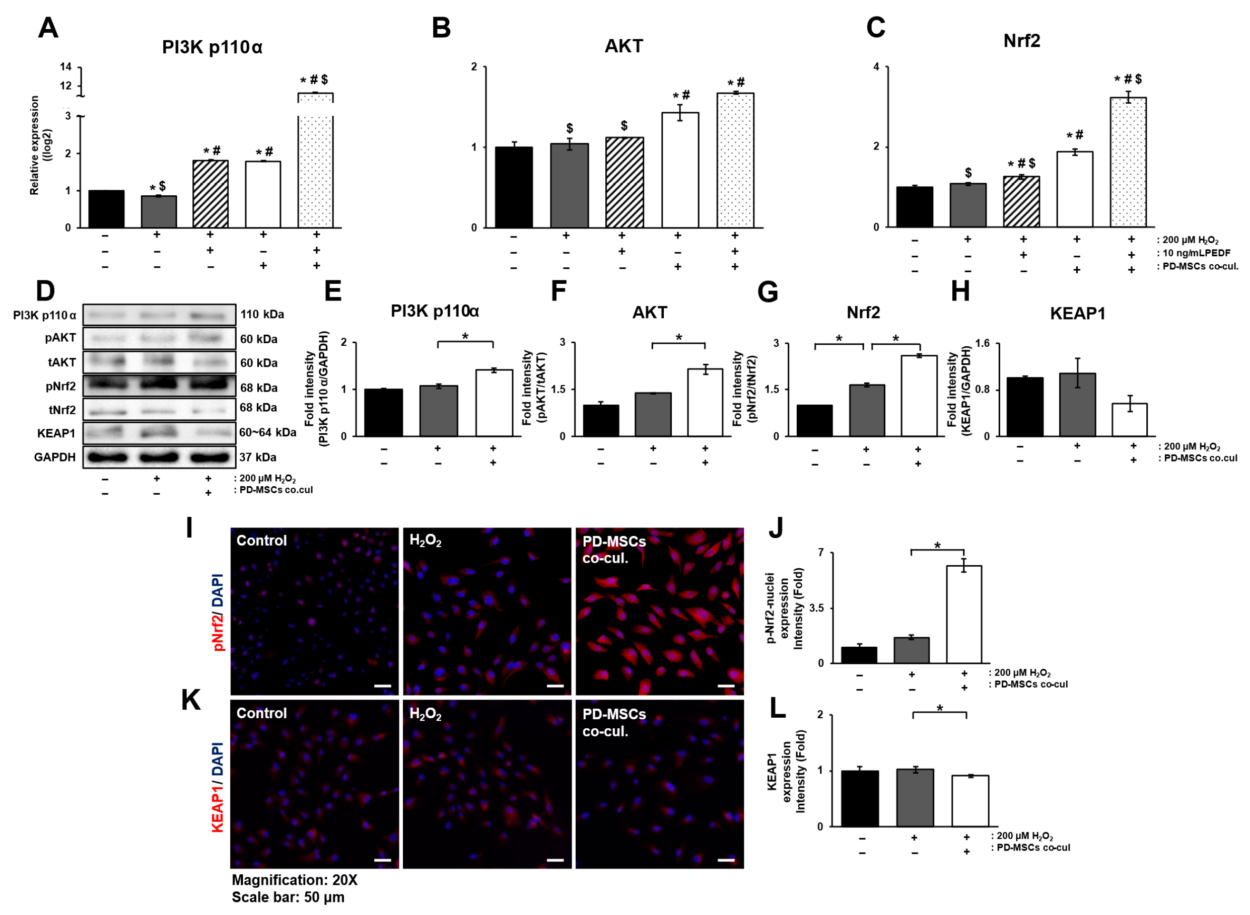 Antioxidants 14 01279 g005