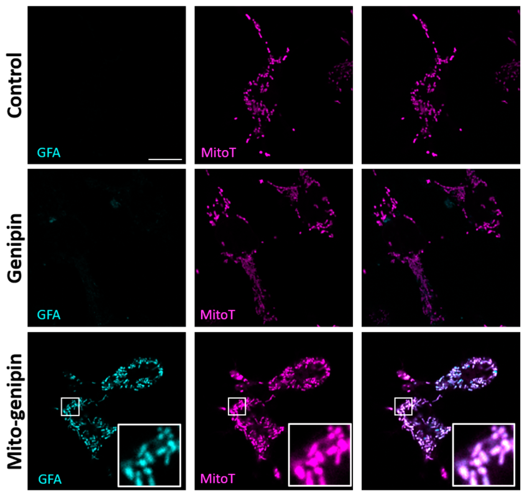 Antioxidants 14 01281 g003
