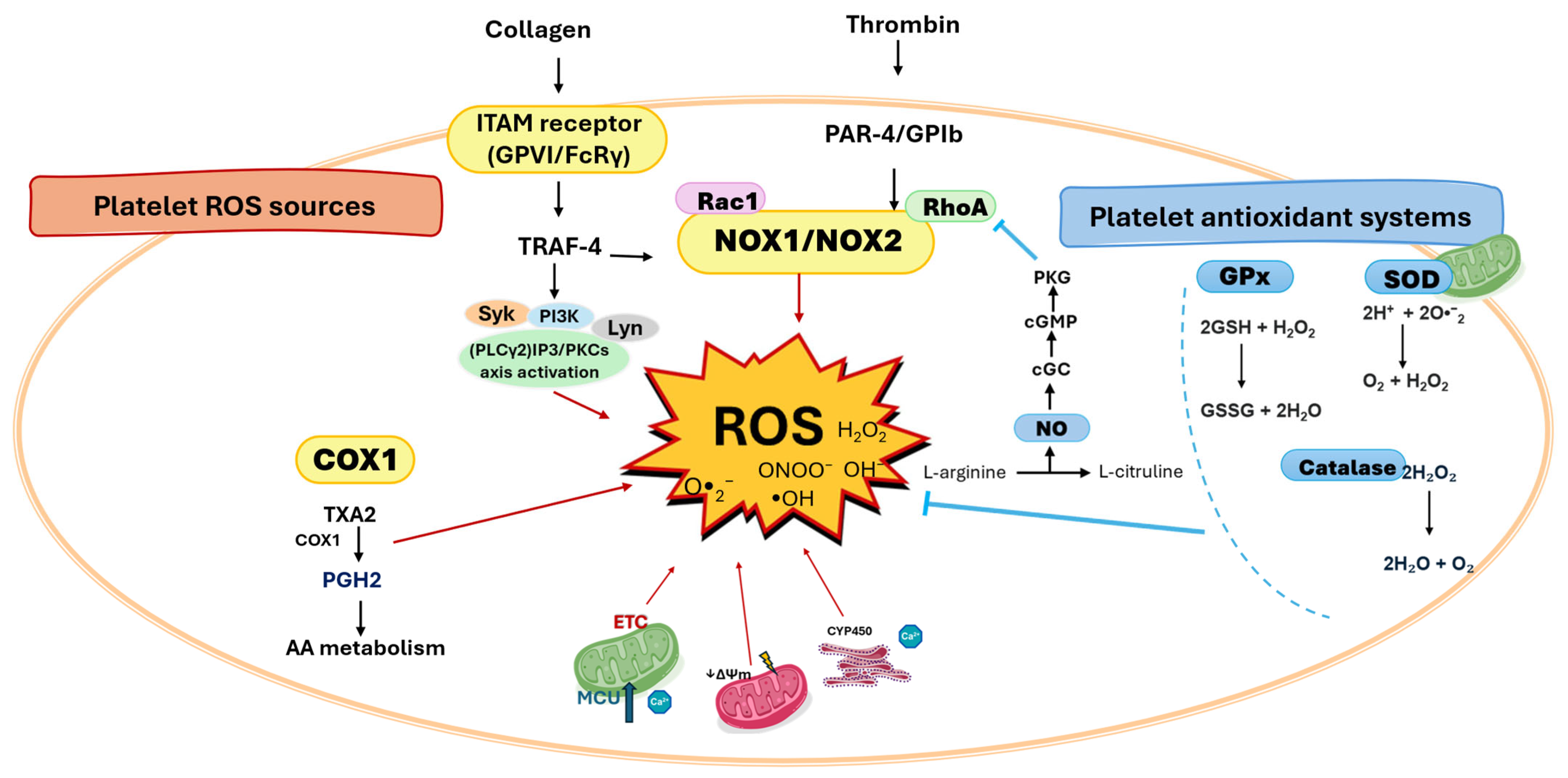 Antioxidants 14 01286 g001