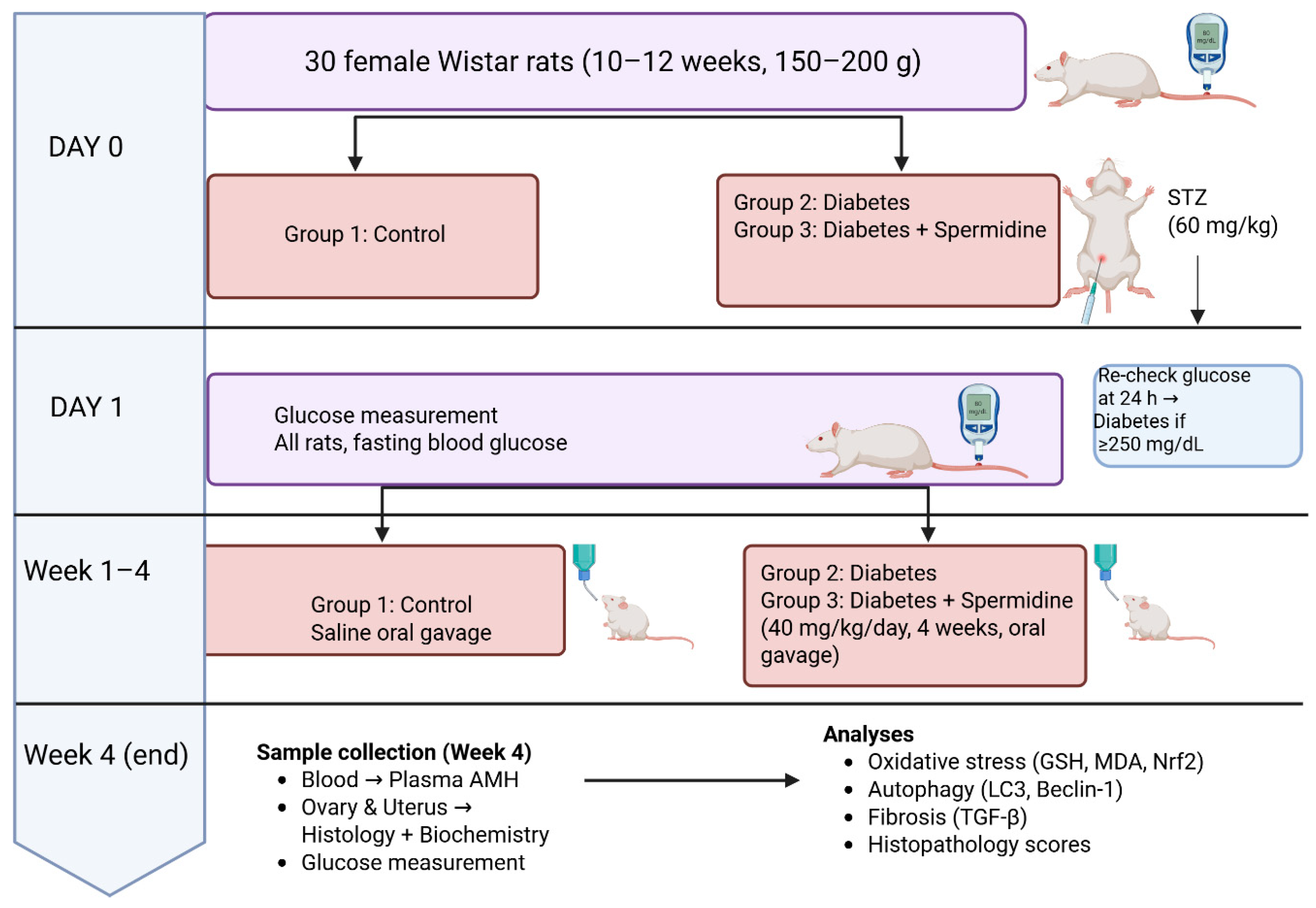 Antioxidants 14 01294 g001 Antioxidants 14 01294 g001