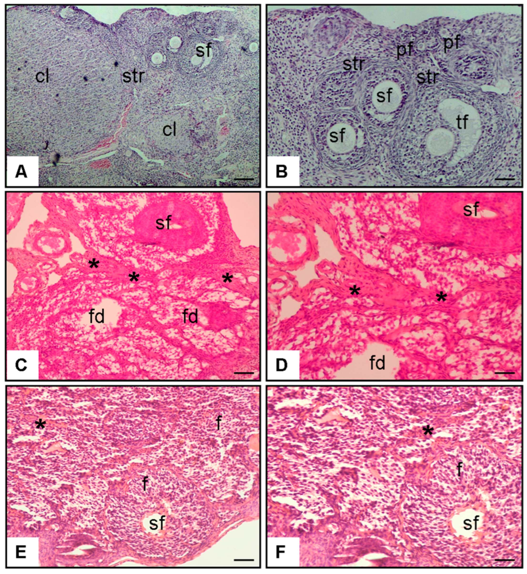Antioxidants 14 01294 g004 Antioxidants 14 01294 g004