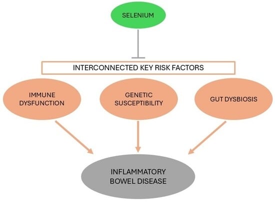 Colon Dysfunction Selenium: A Key Element in Inflammatory Bowel Disease
