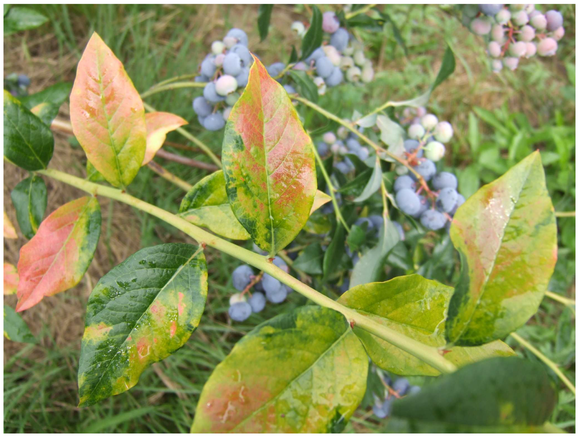 Antioxidants 14 01302 g001 Antioxidants 14 01302 g001