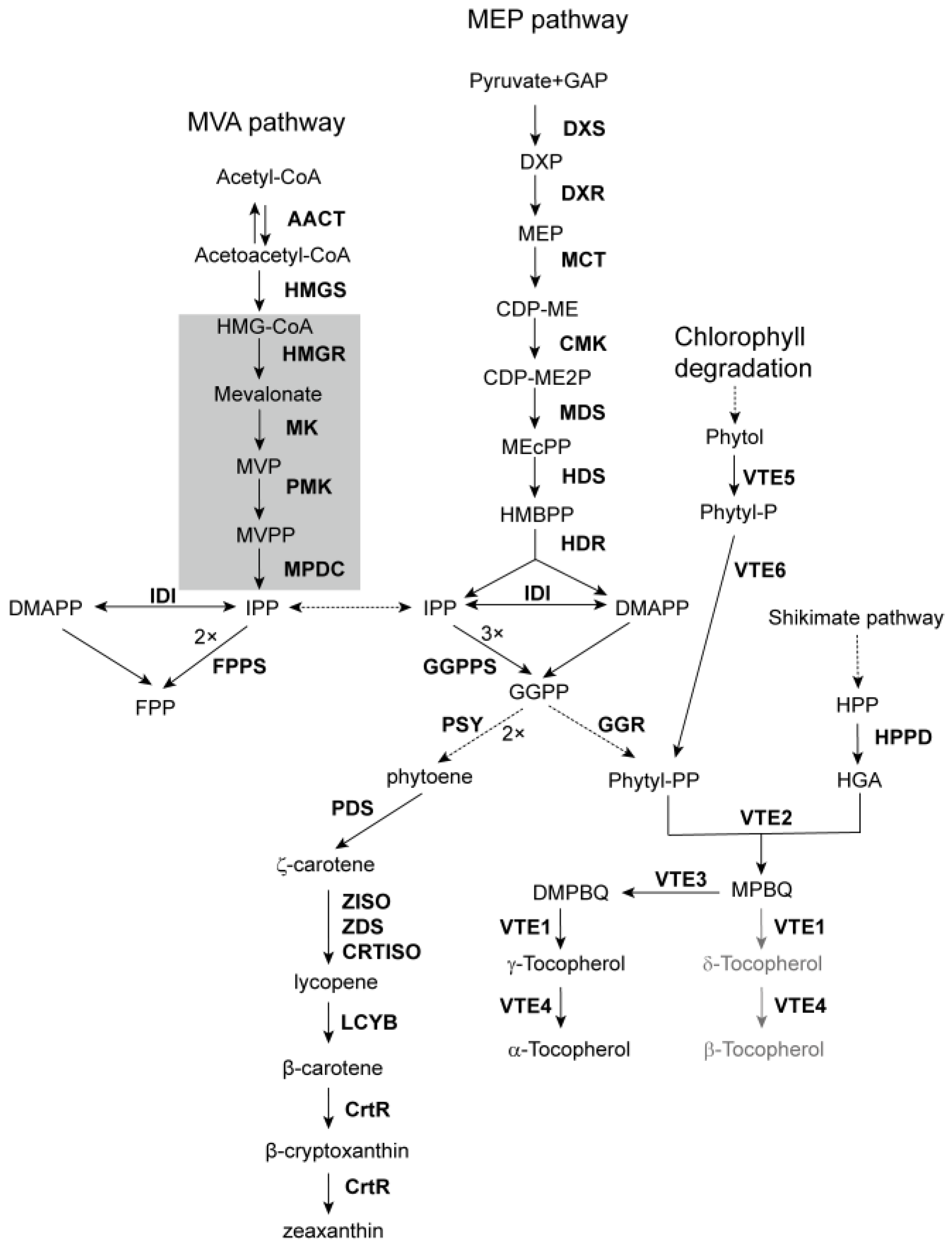 Antioxidants 14 01303 g001