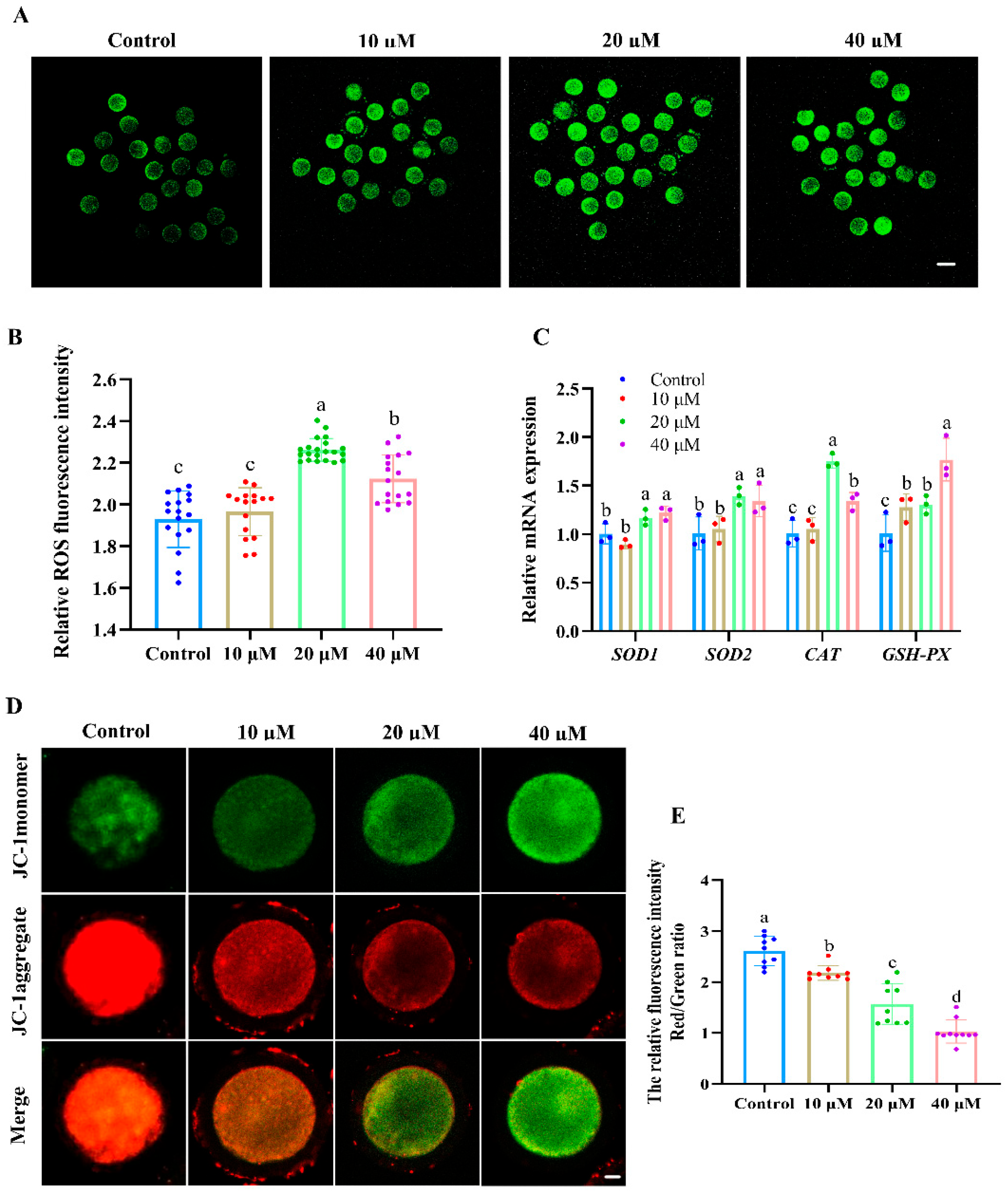 Antioxidants 14 01304 g002 Antioxidants 14 01304 g002