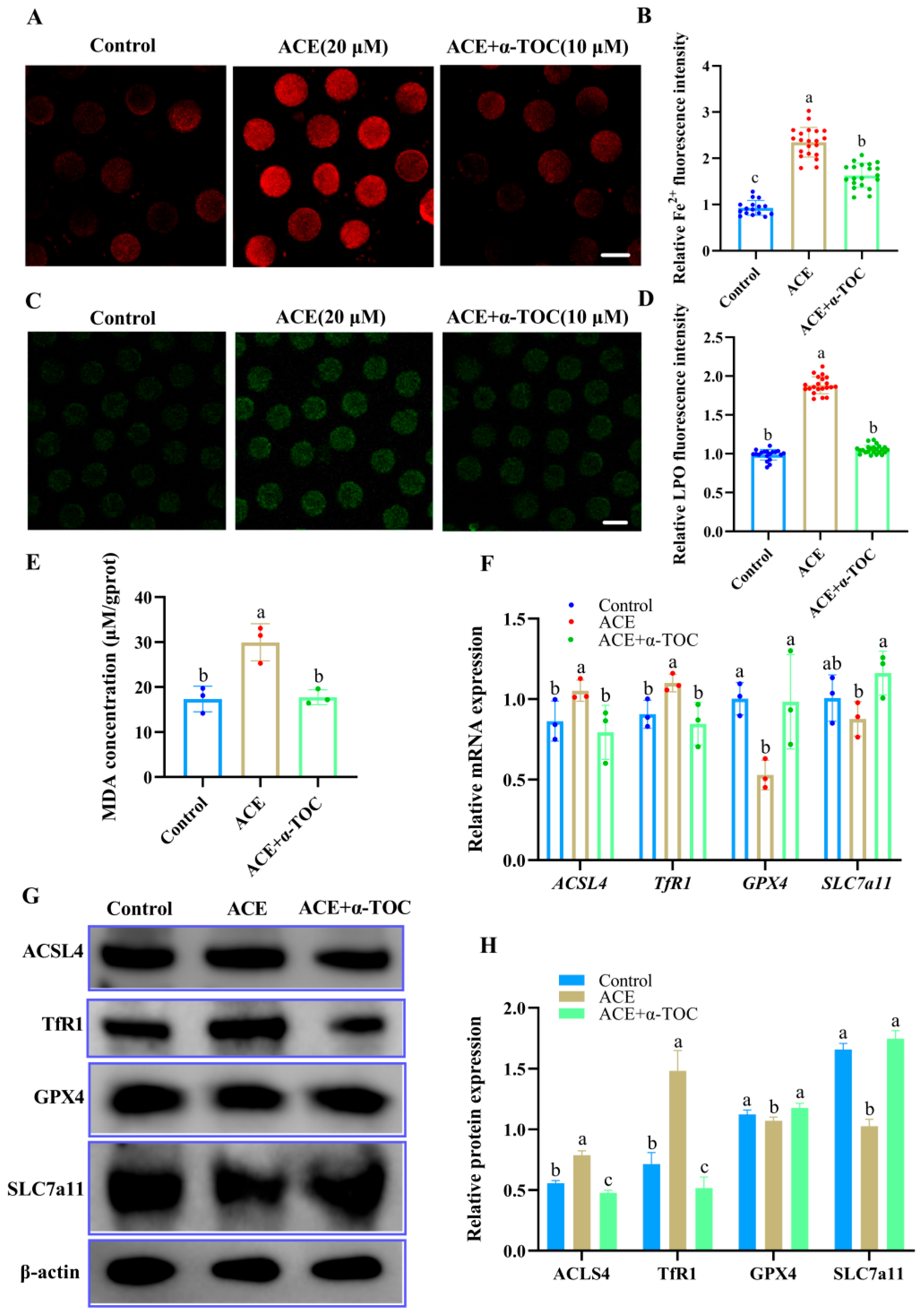 Antioxidants 14 01304 g006 Antioxidants 14 01304 g006