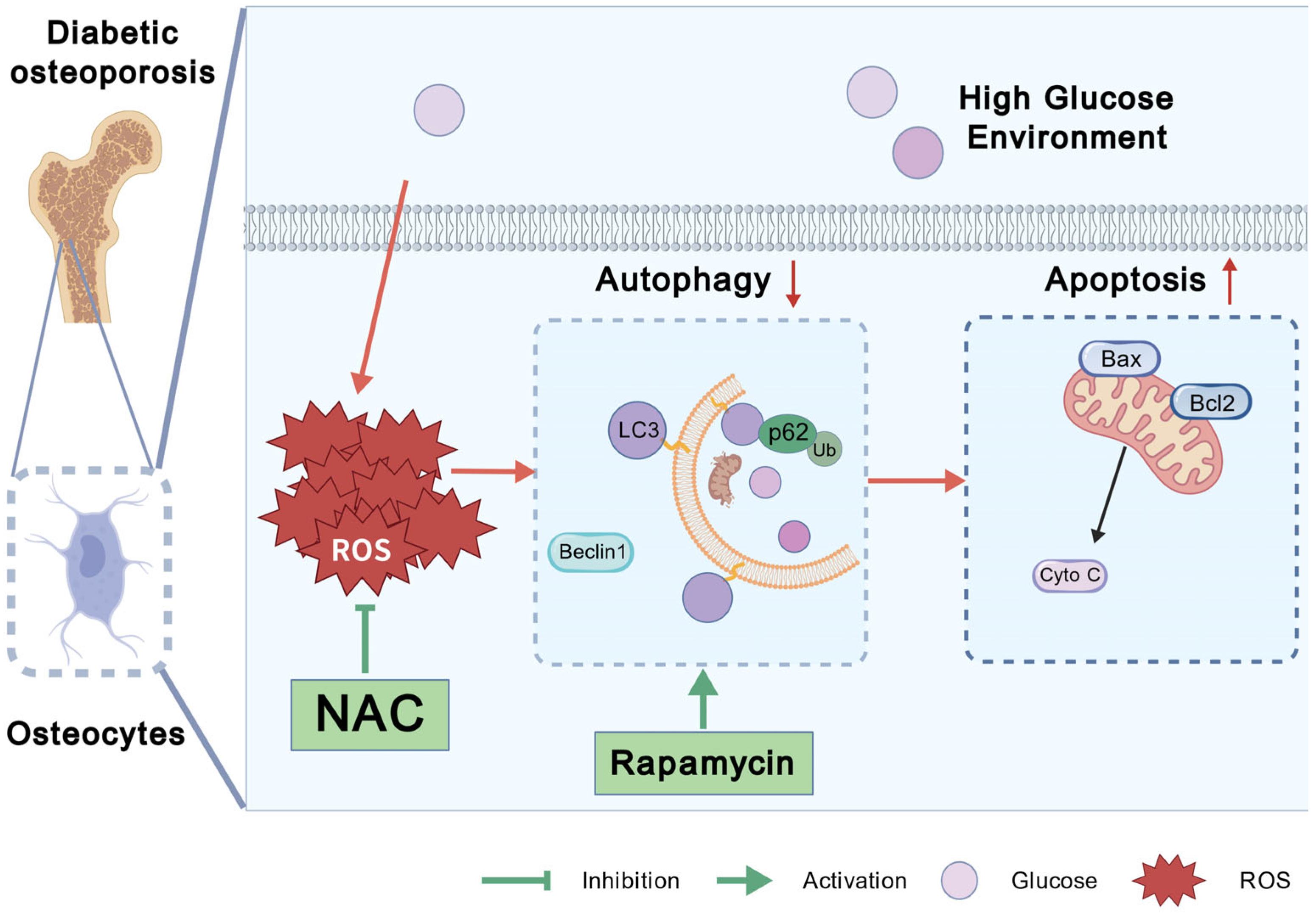 Antioxidants 14 01306 g006