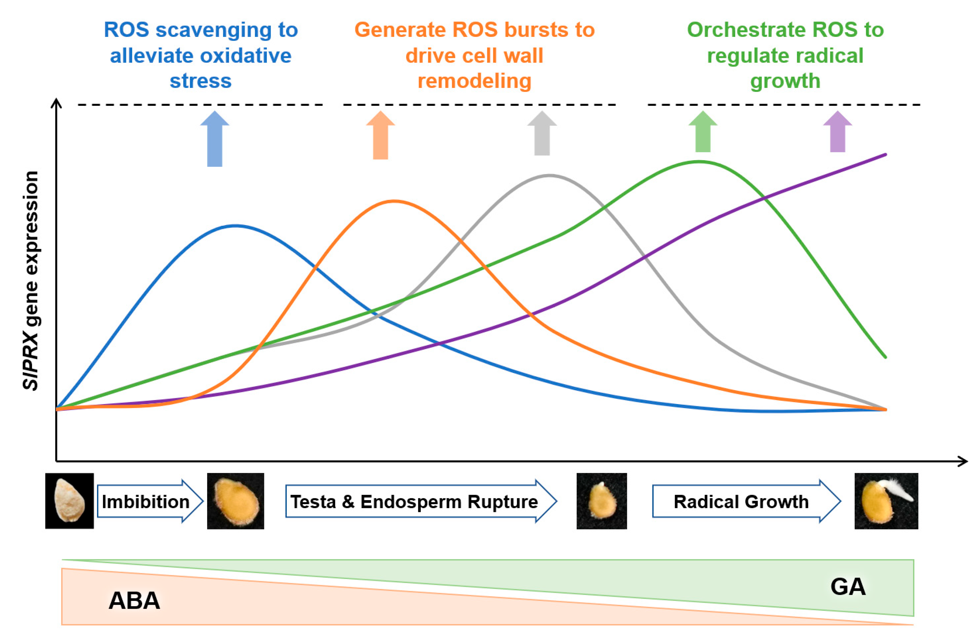 Antioxidants 14 01310 g011