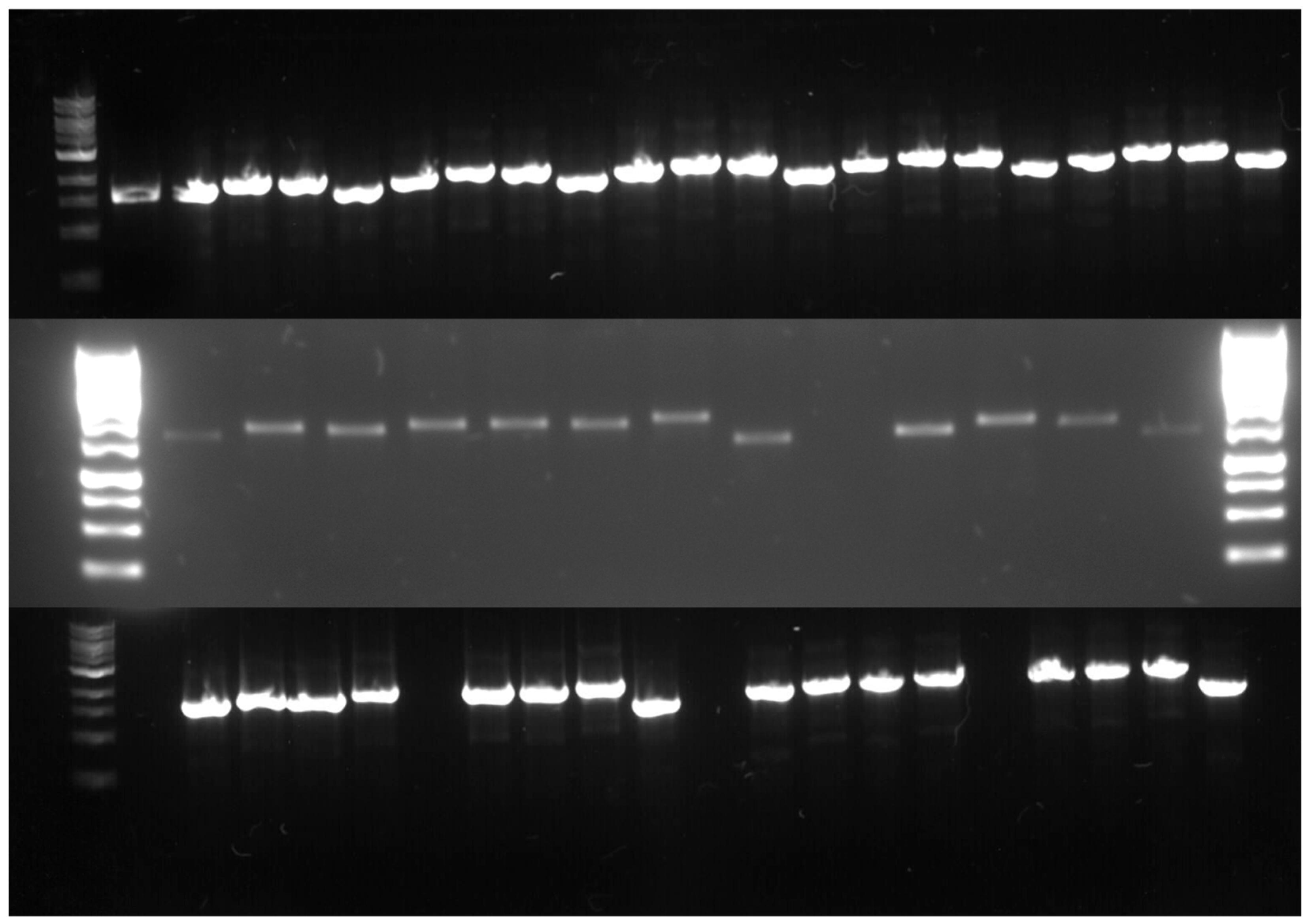 Antioxidants 14 01317 g003
