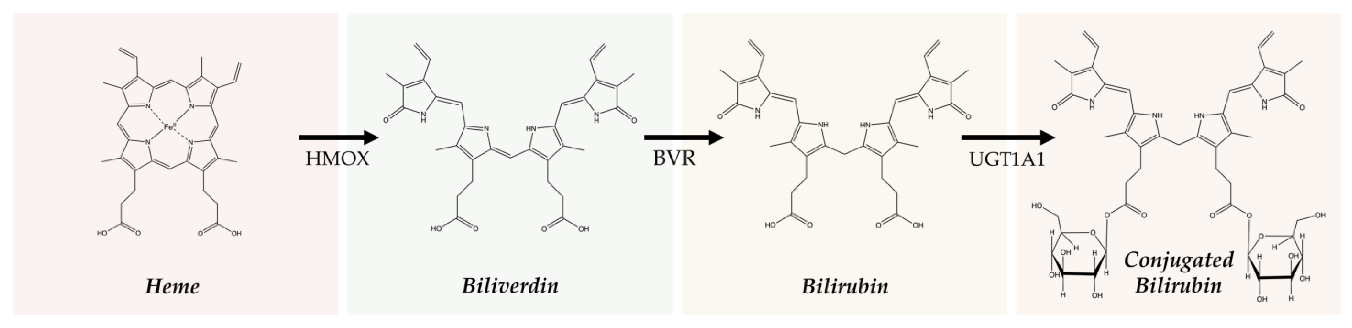 Antioxidants 14 01326 g002 Antioxidants 14 01326 g002