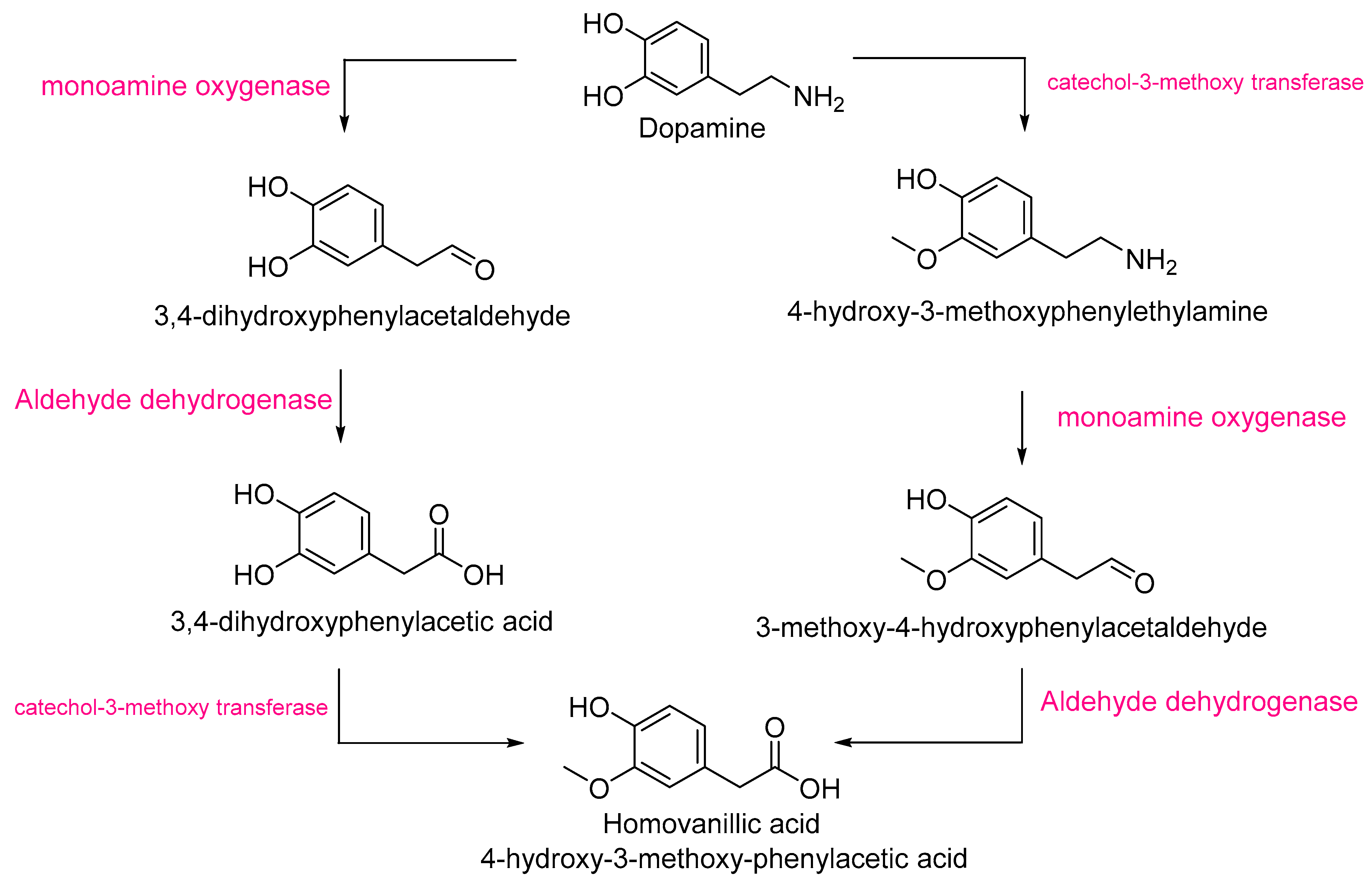 Antioxidants 14 01330 g004 Antioxidants 14 01330 g004