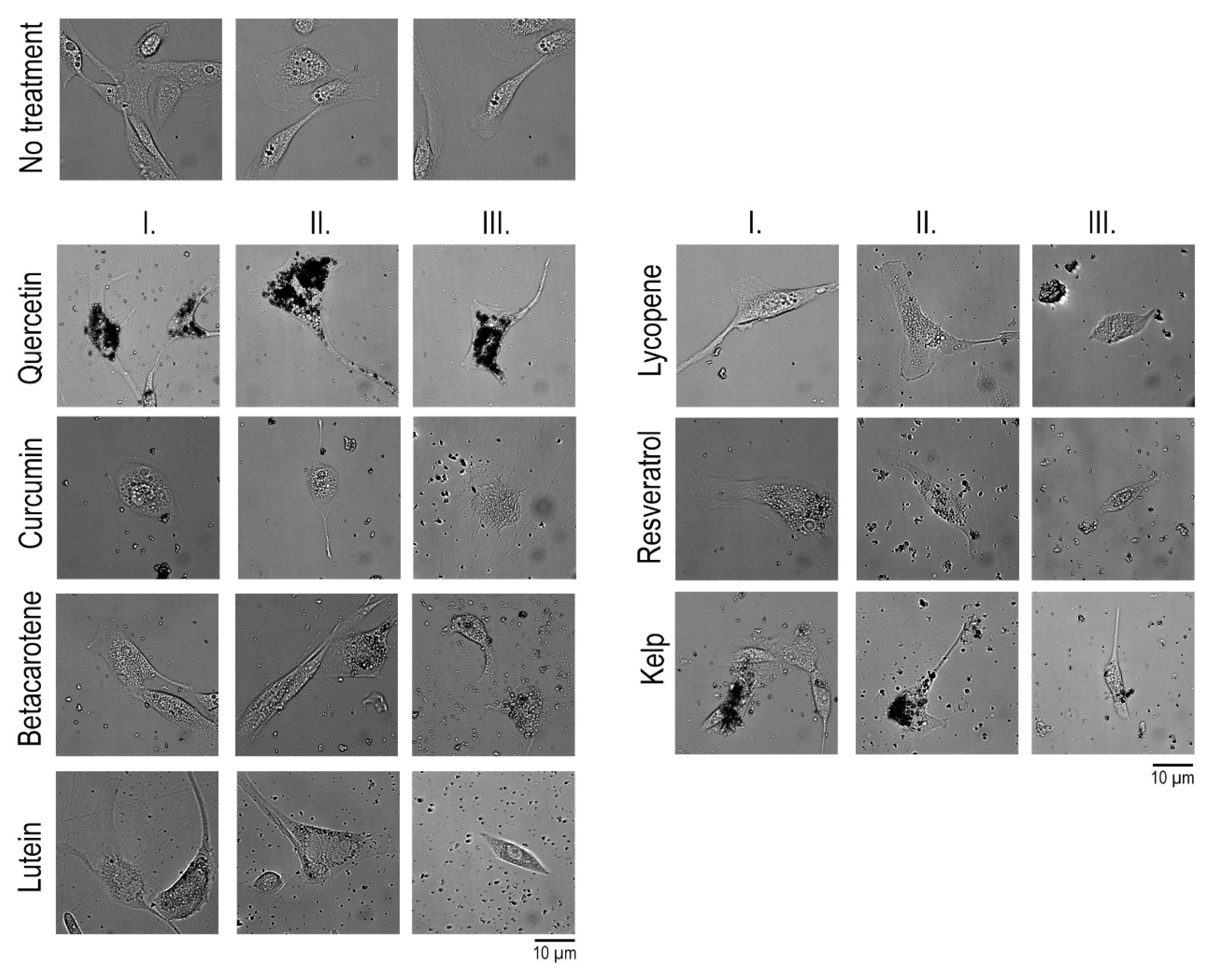 Antioxidants 14 01357 g003