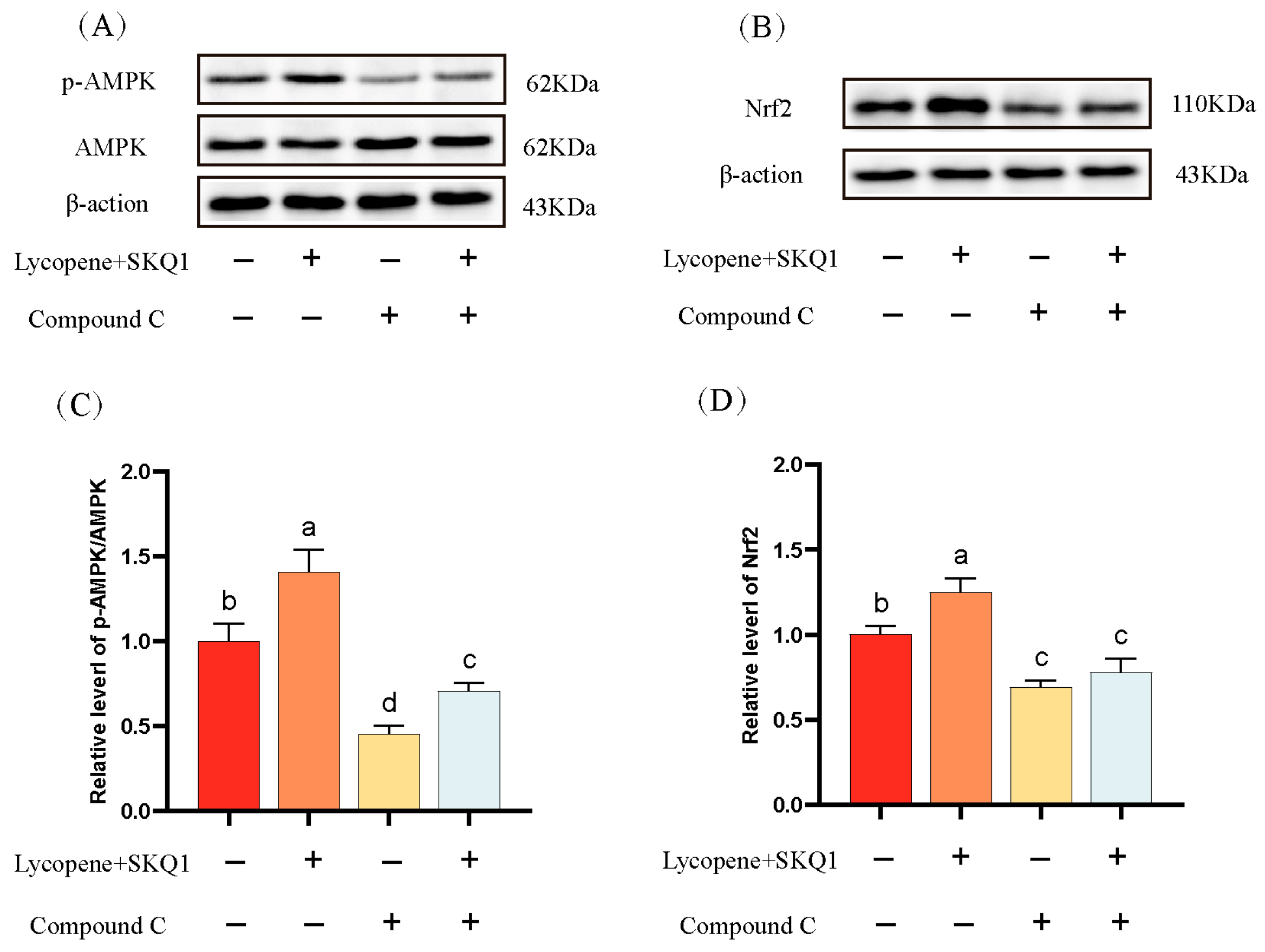 Antioxidants 14 01391 g006