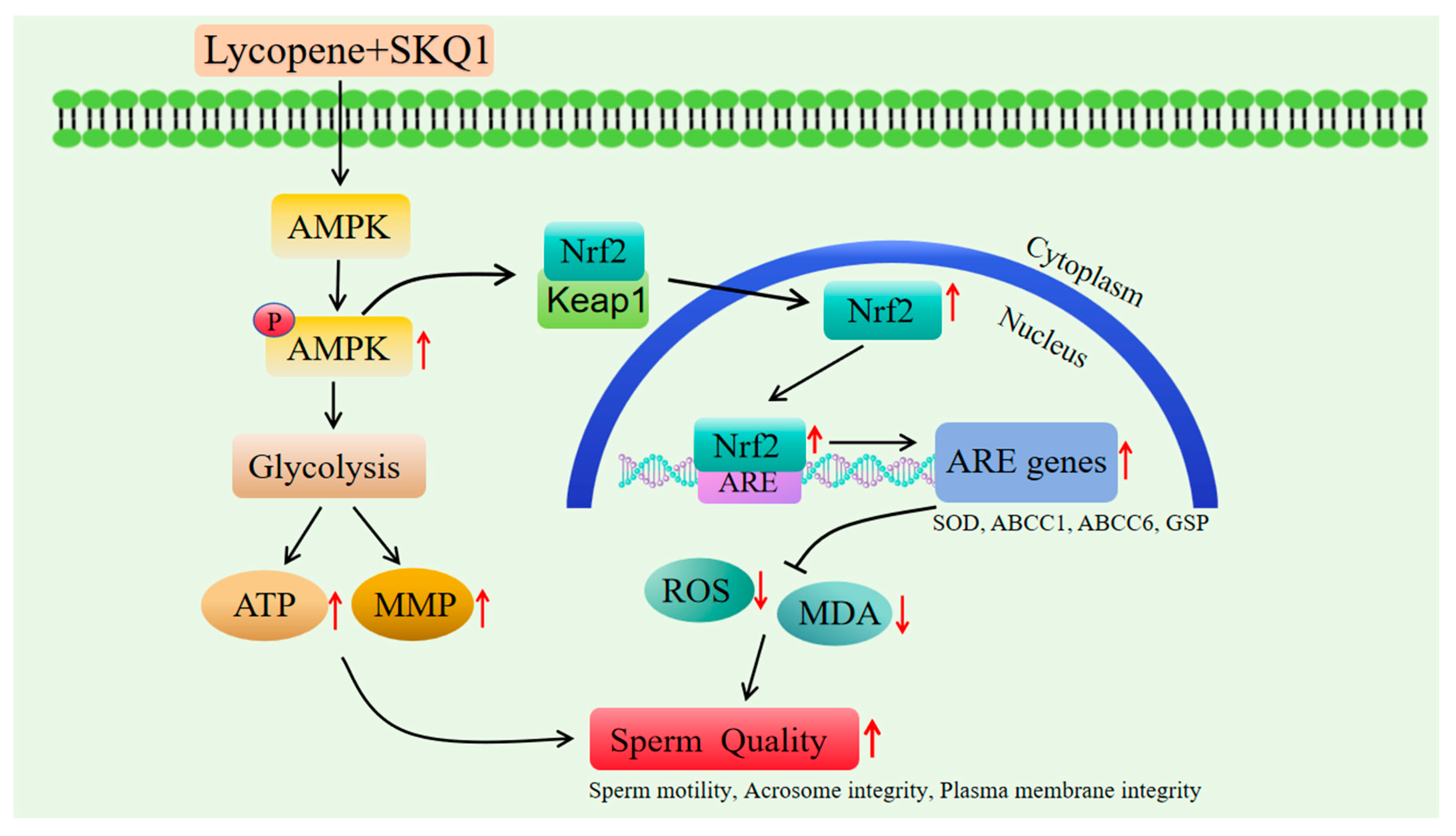 Antioxidants 14 01391 g007