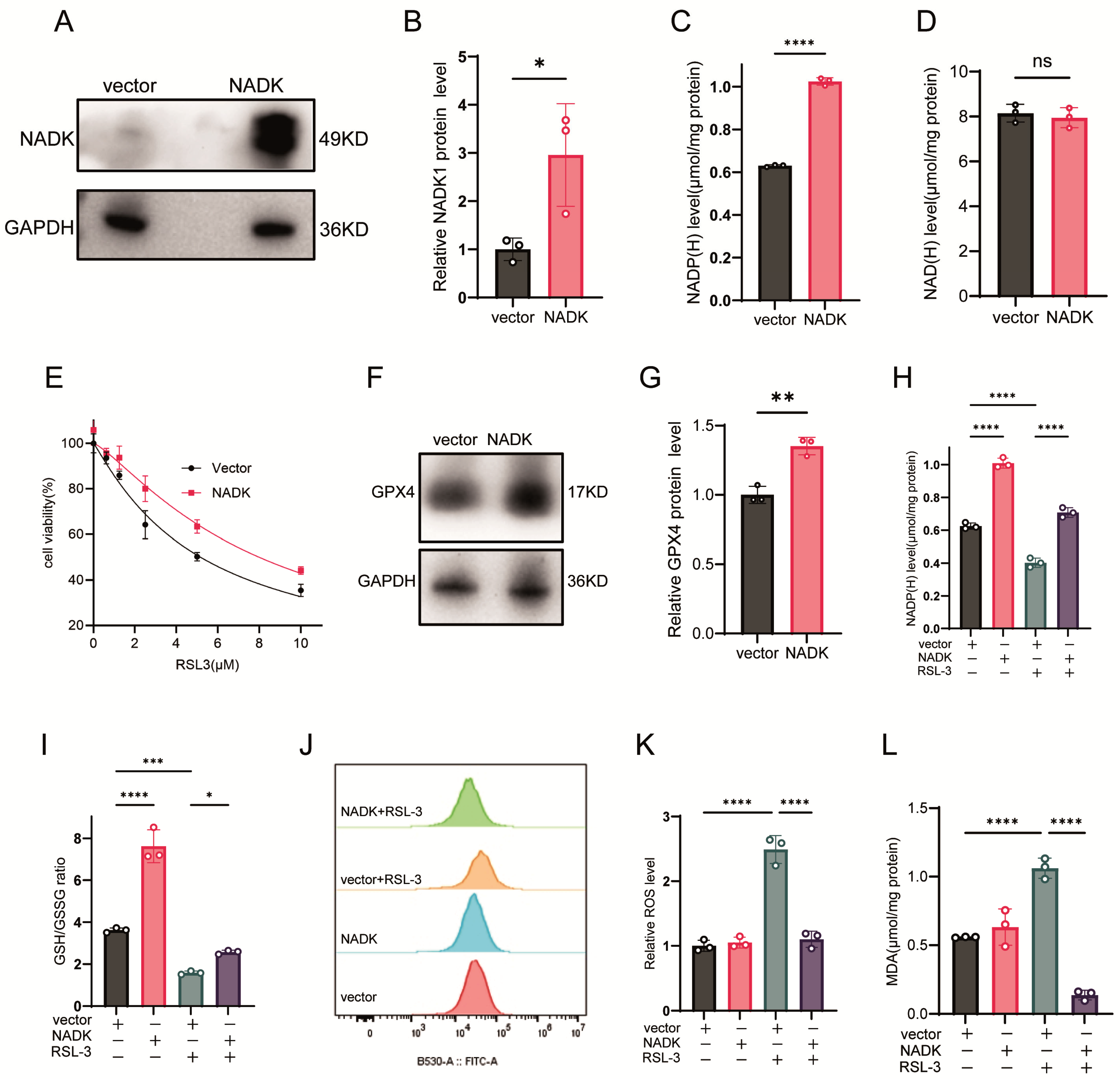 Antioxidants 14 01396 g003