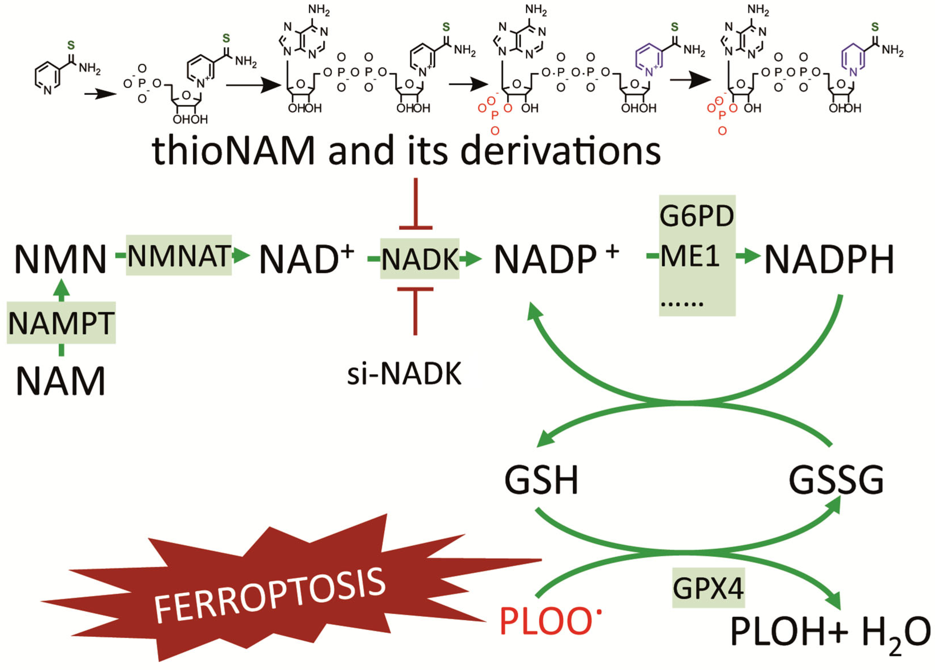Antioxidants 14 01396 g007