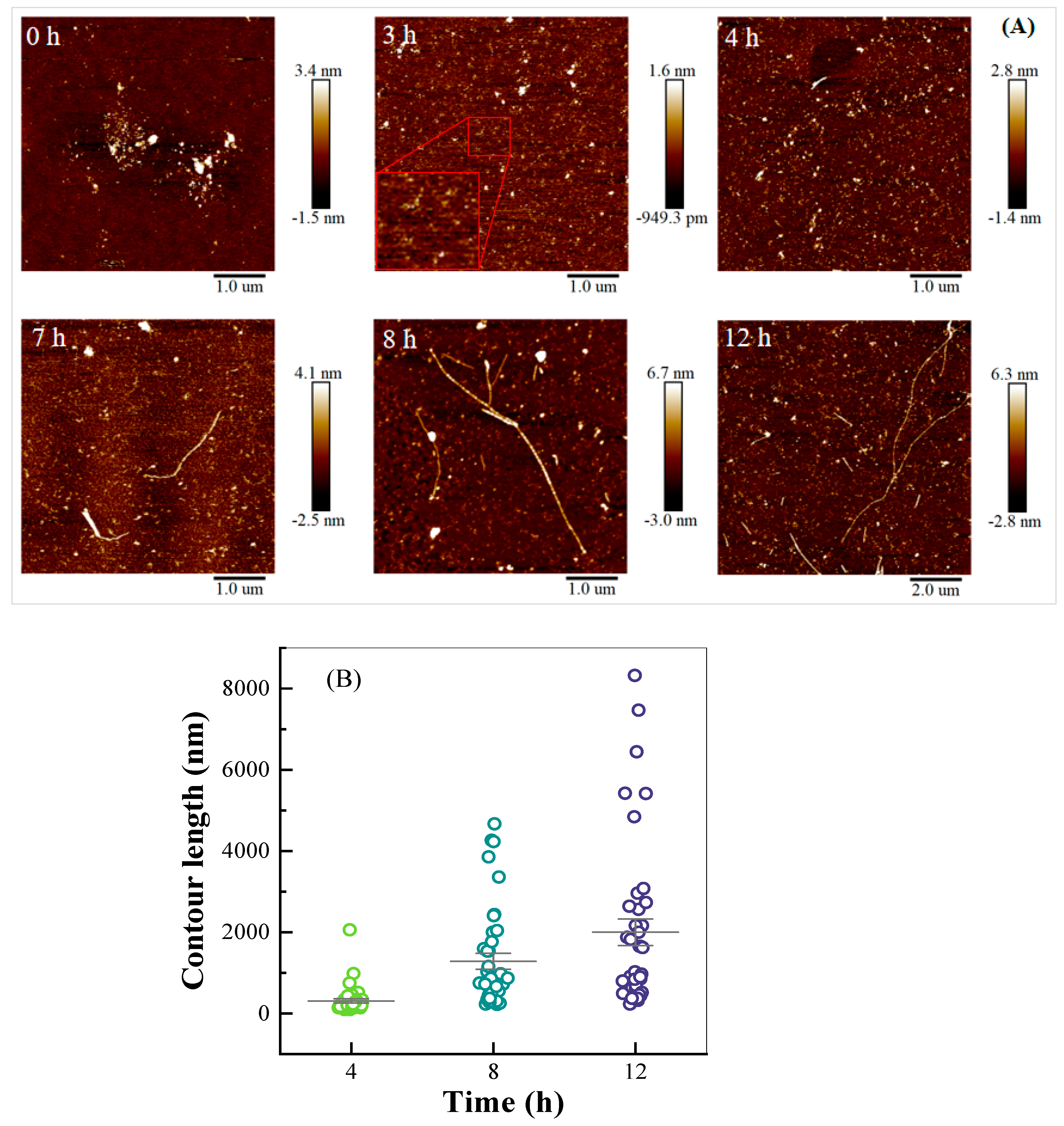 Antioxidants 14 01399 g002 Antioxidants 14 01399 g002