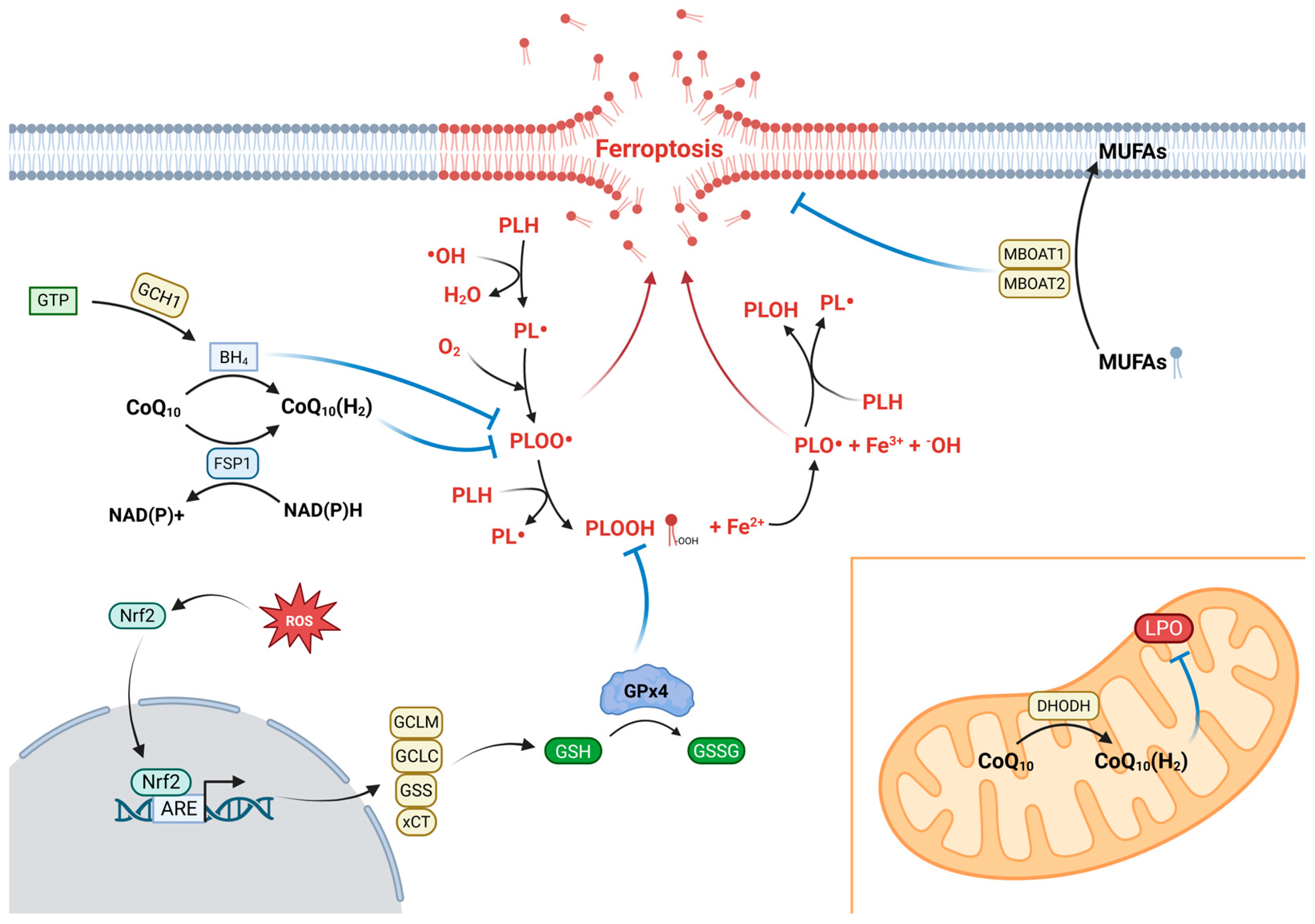 Antioxidants 14 01411 g001 Antioxidants 14 01411 g001