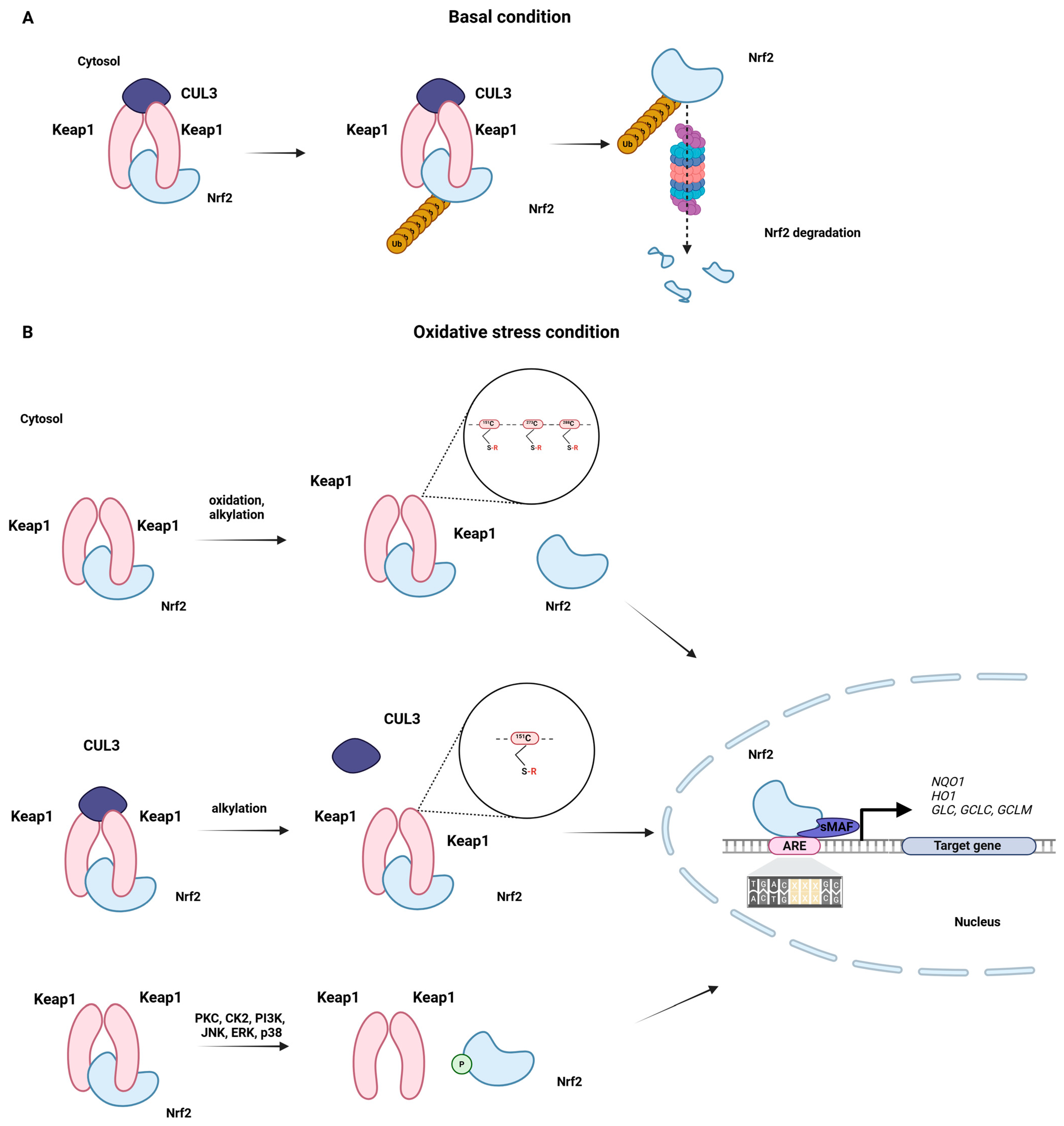 Antioxidants 14 01415 g002