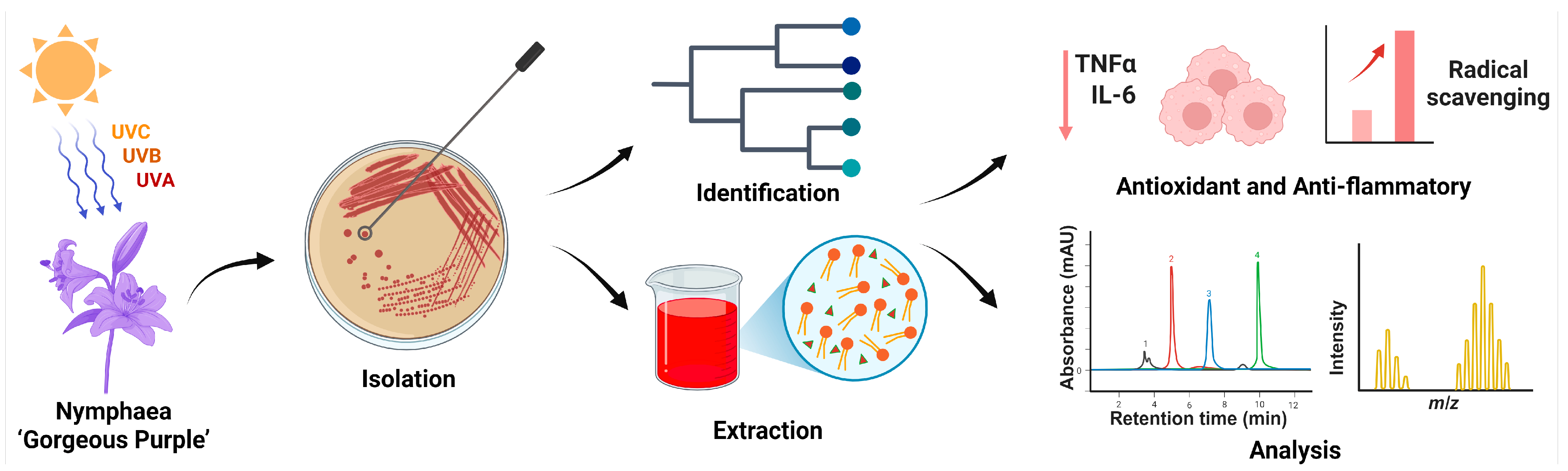 Antioxidants 14 01420 g001 Antioxidants 14 01420 g001