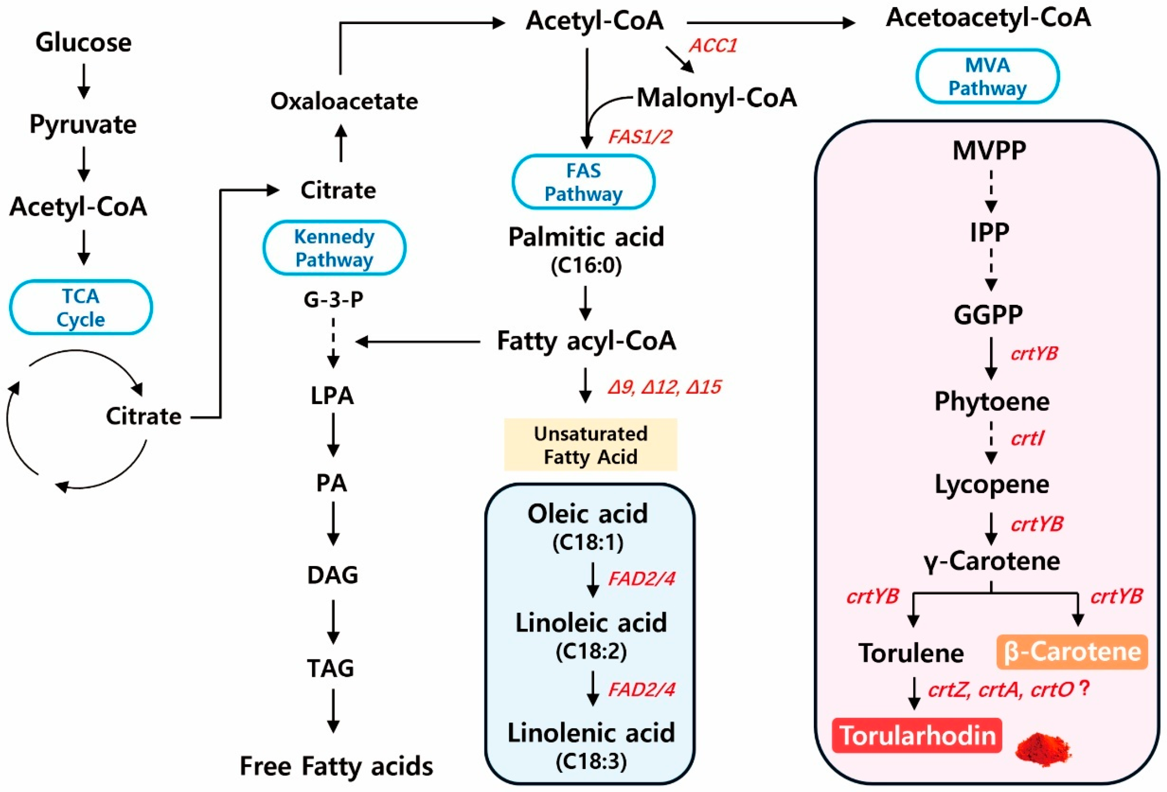 Antioxidants 14 01420 g003 Antioxidants 14 01420 g003
