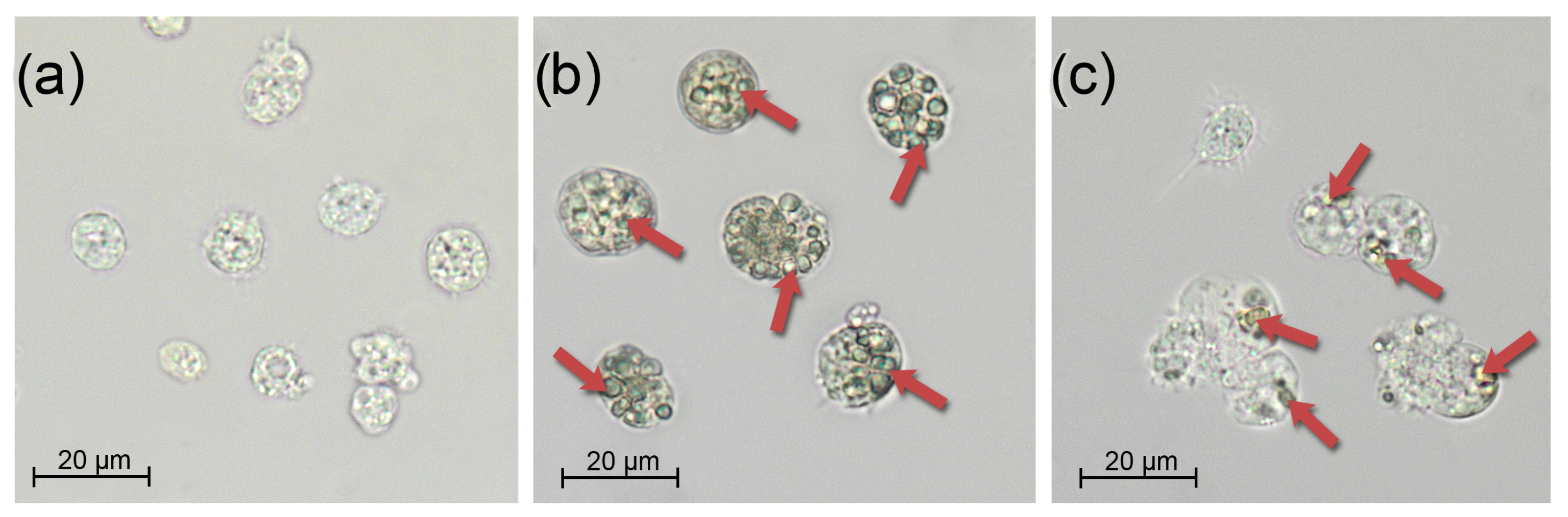 Antioxidants 14 01430 g004 Antioxidants 14 01430 g004