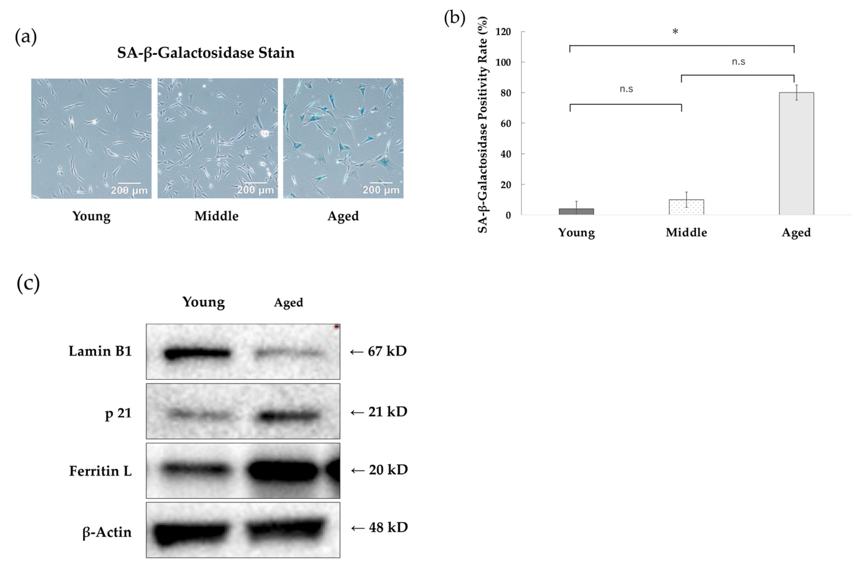 Antioxidants 14 01437 g001 Antioxidants 14 01437 g001