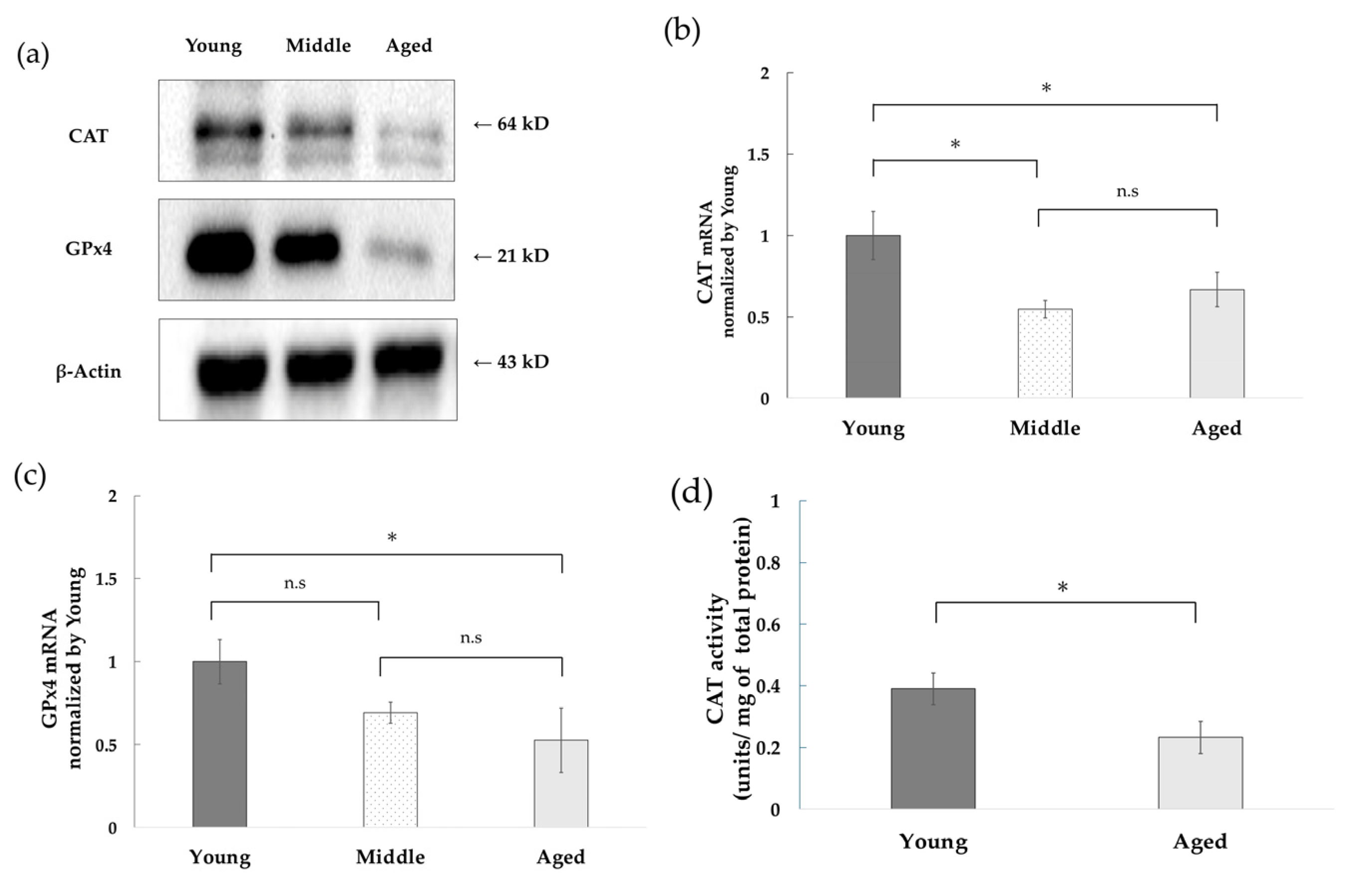 Antioxidants 14 01437 g002 Antioxidants 14 01437 g002