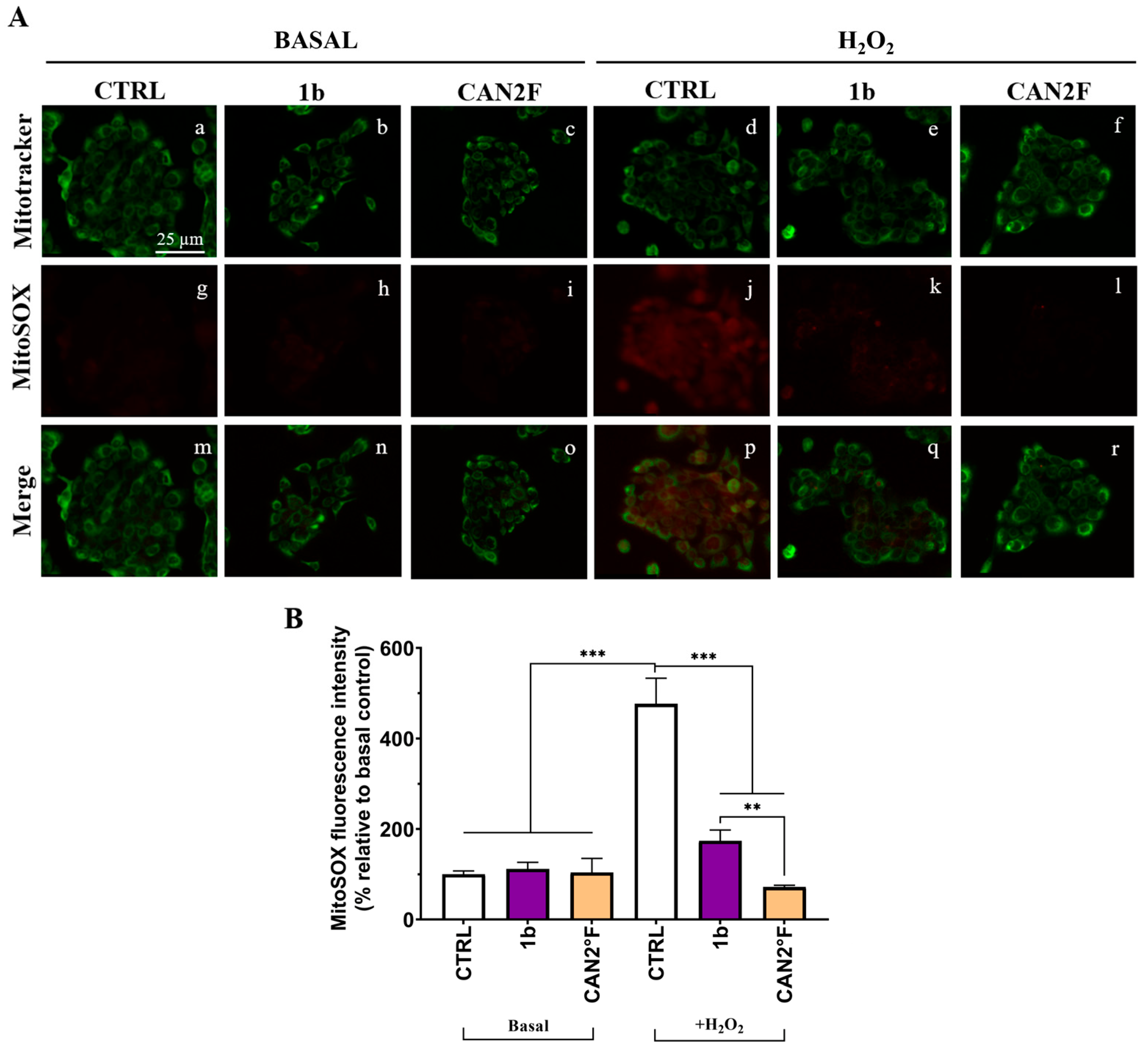 Antioxidants 14 01439 g006