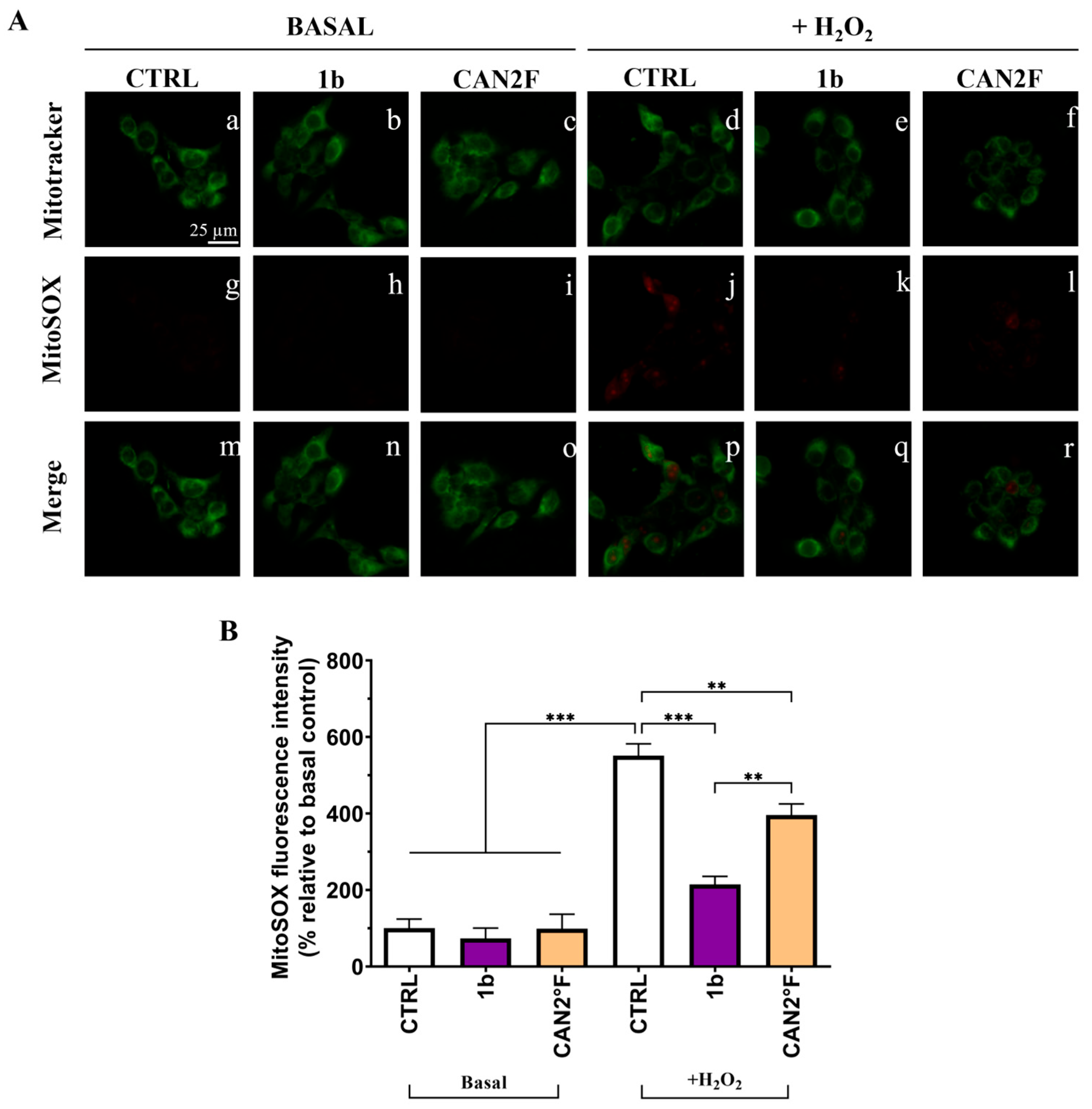 Antioxidants 14 01439 g008