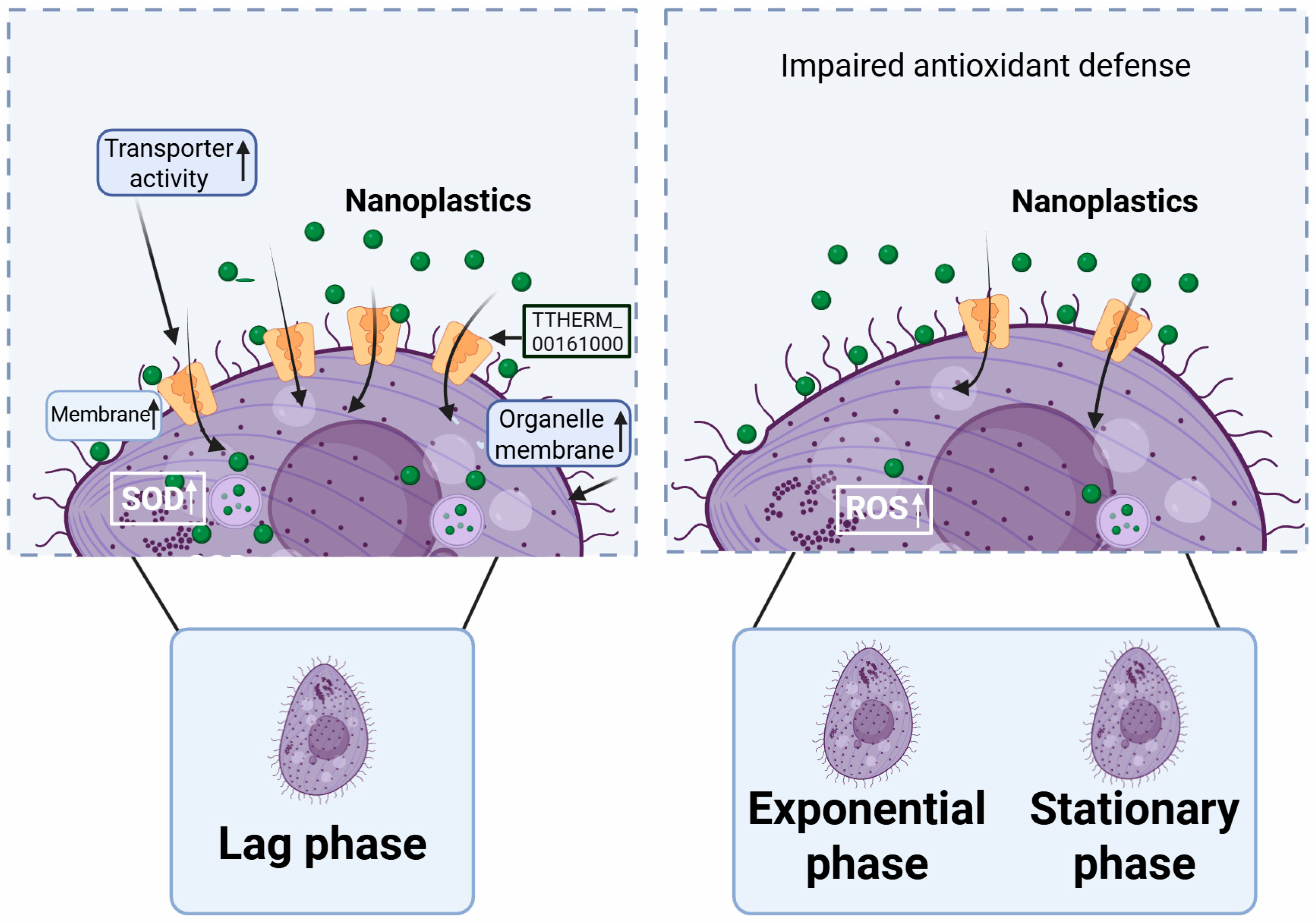 Antioxidants 14 01456 g006