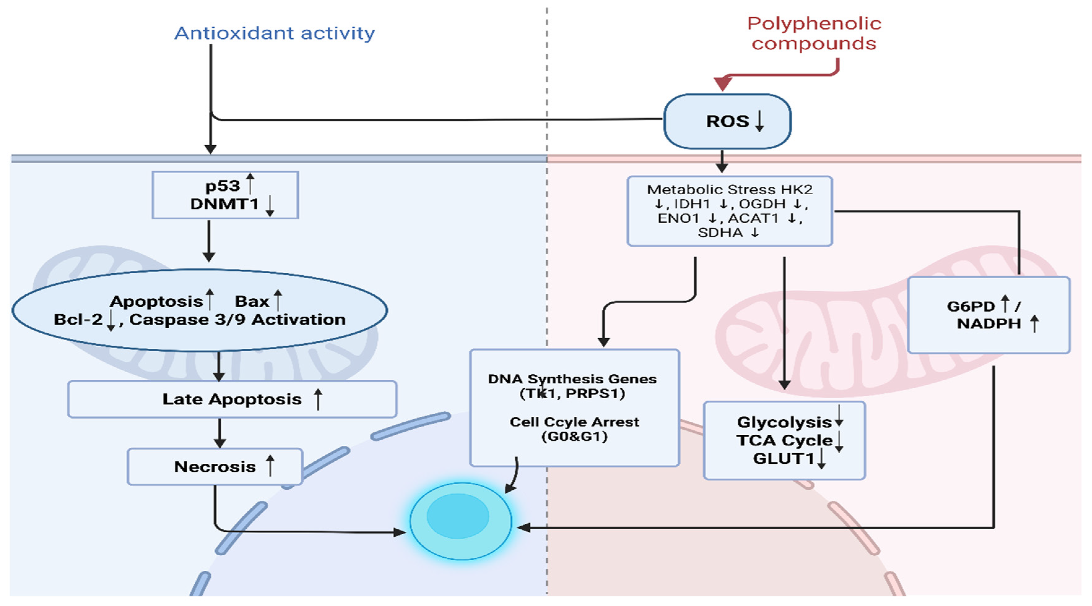 Antioxidants 14 01471 g006