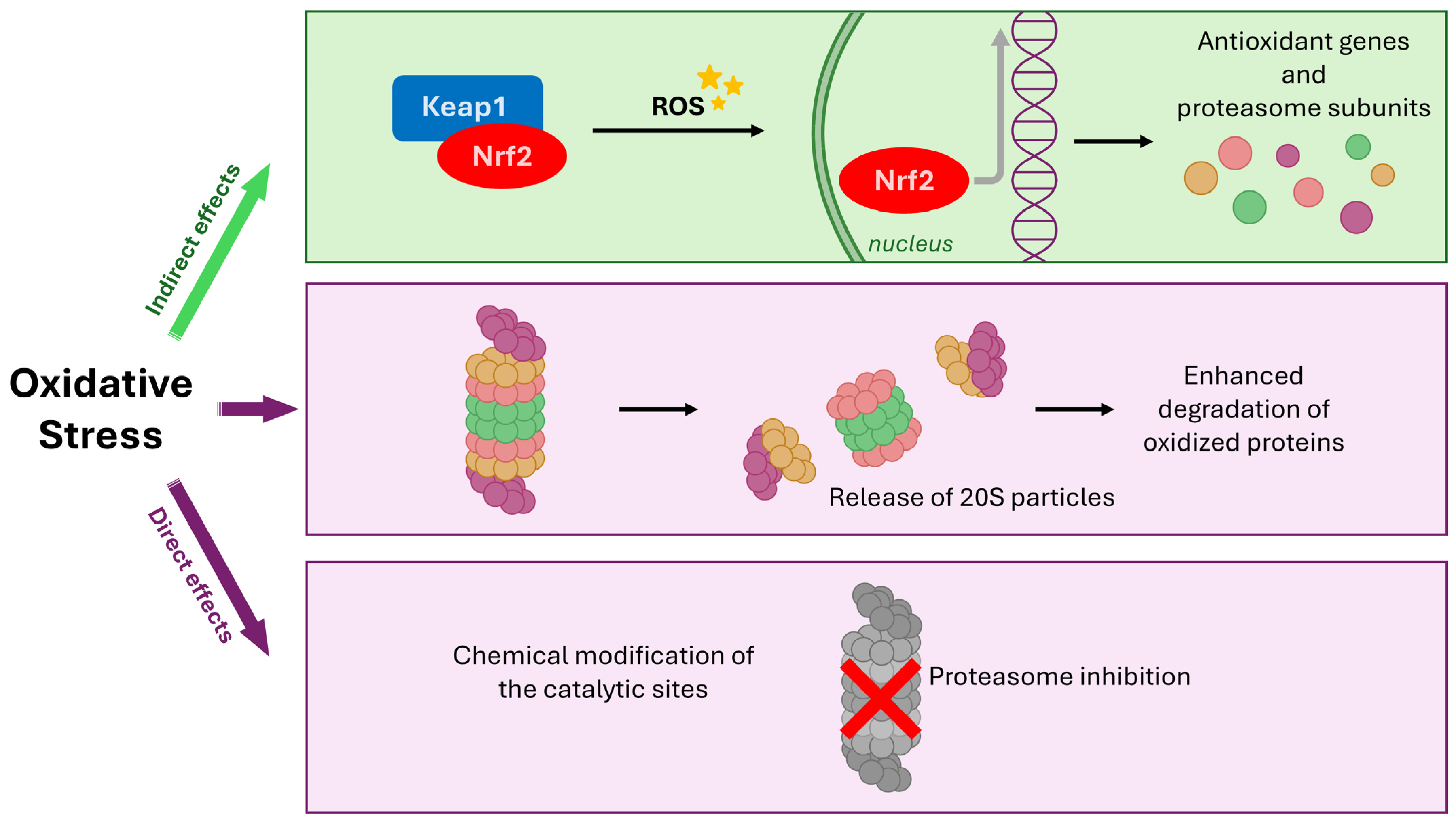 Antioxidants 14 01475 g002