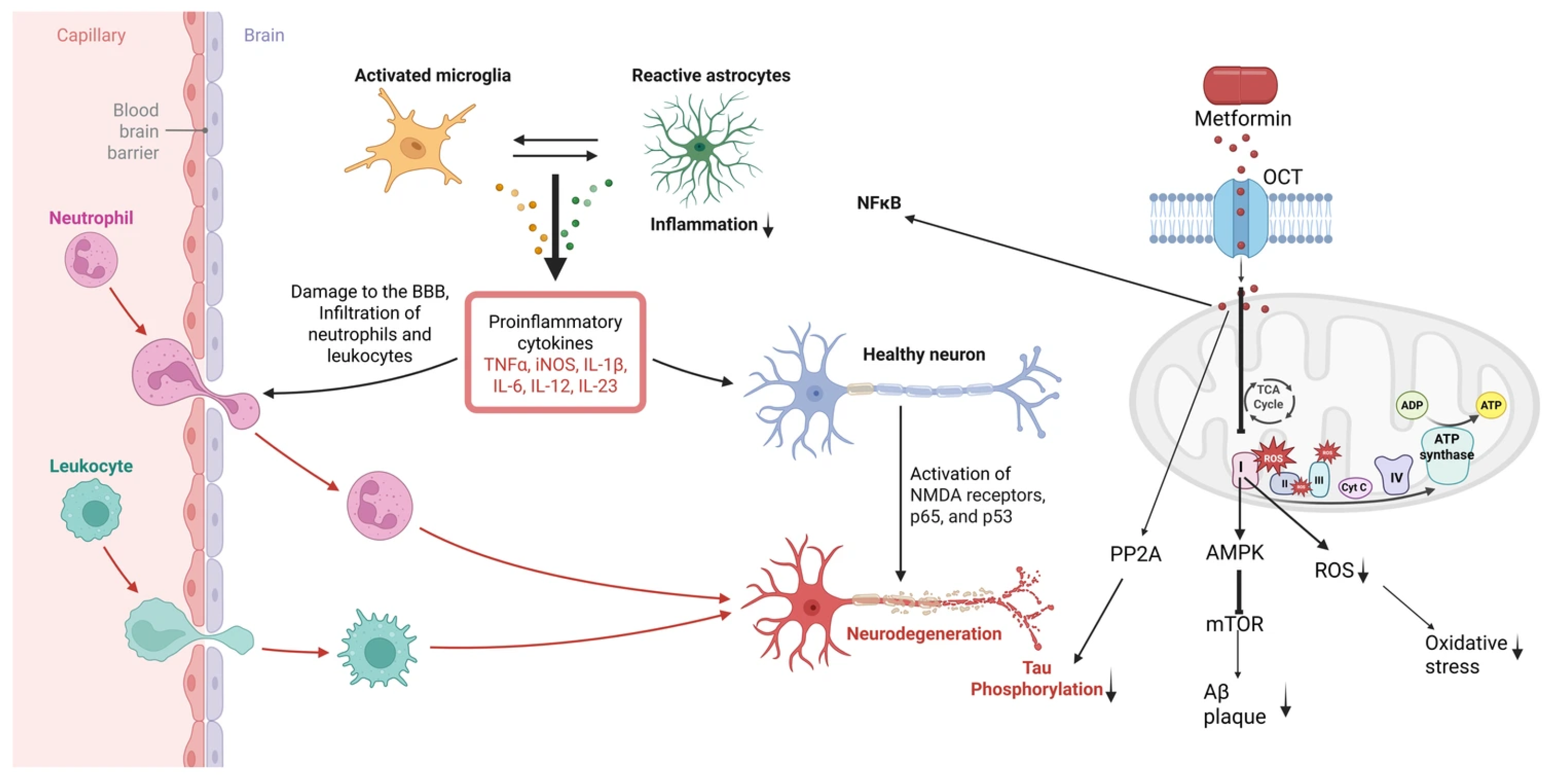 Antioxidants 14 01490 g001