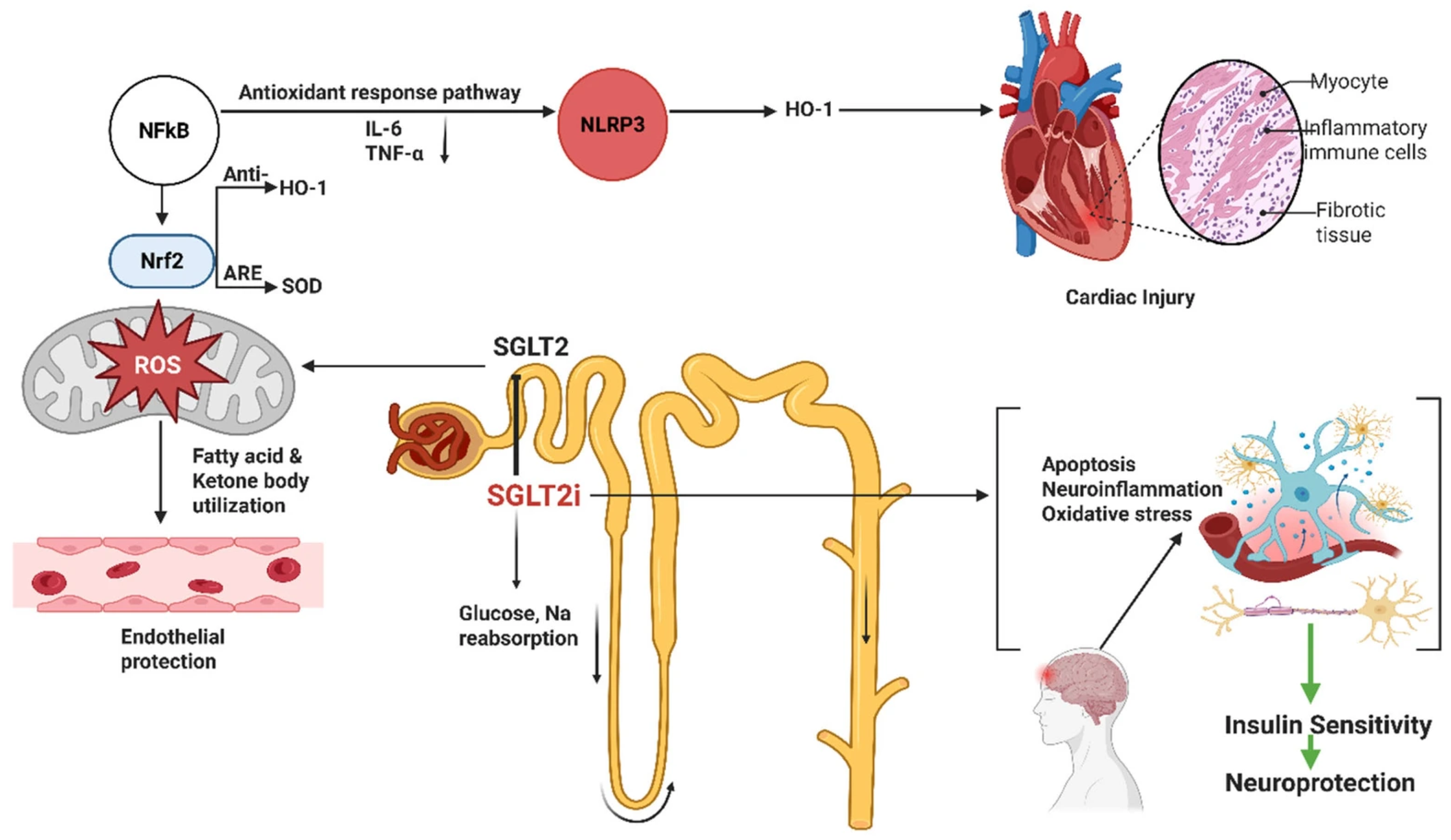 Antioxidants 14 01490 g002