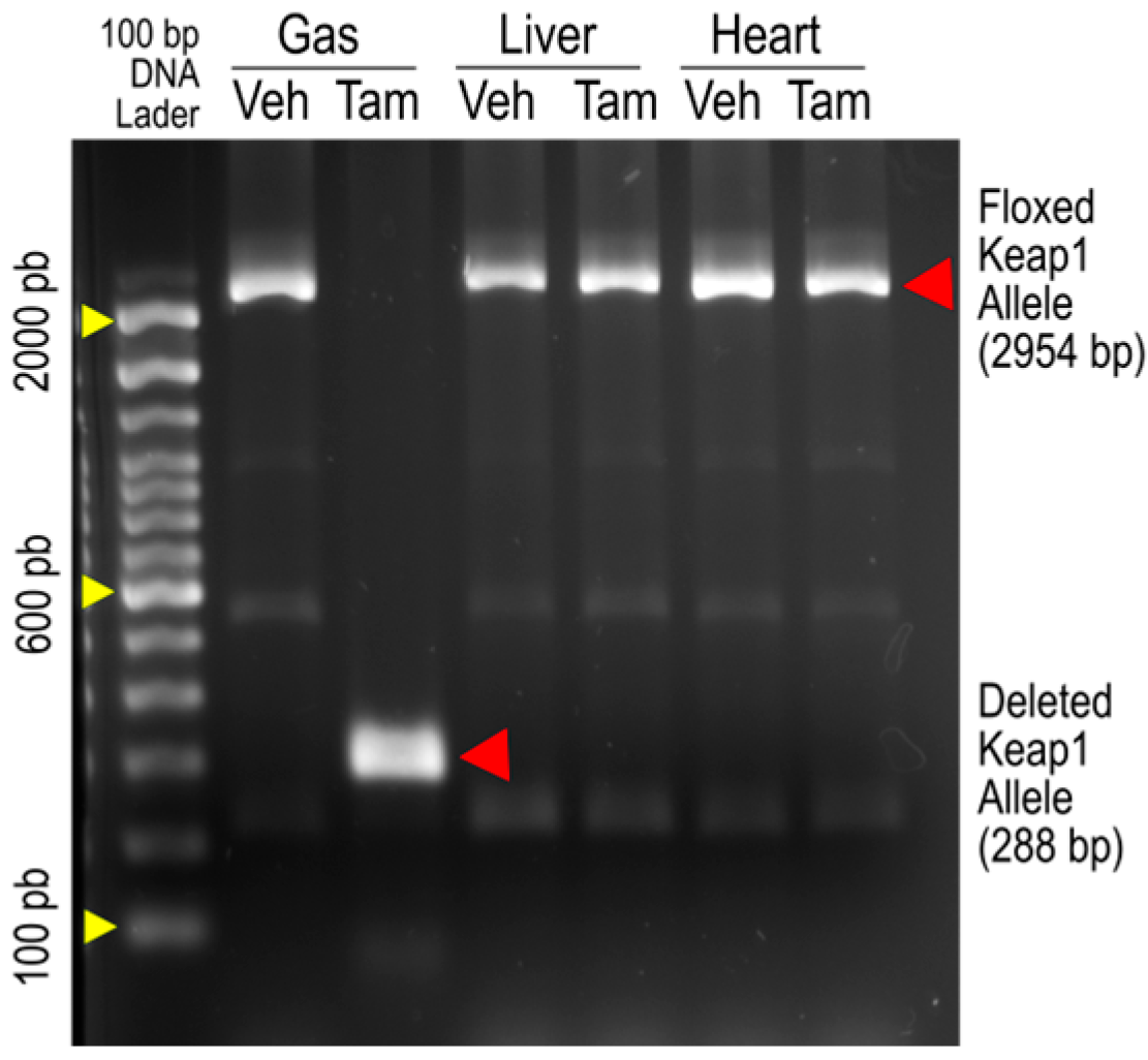 Antioxidants 14 01491 g001 Antioxidants 14 01491 g001