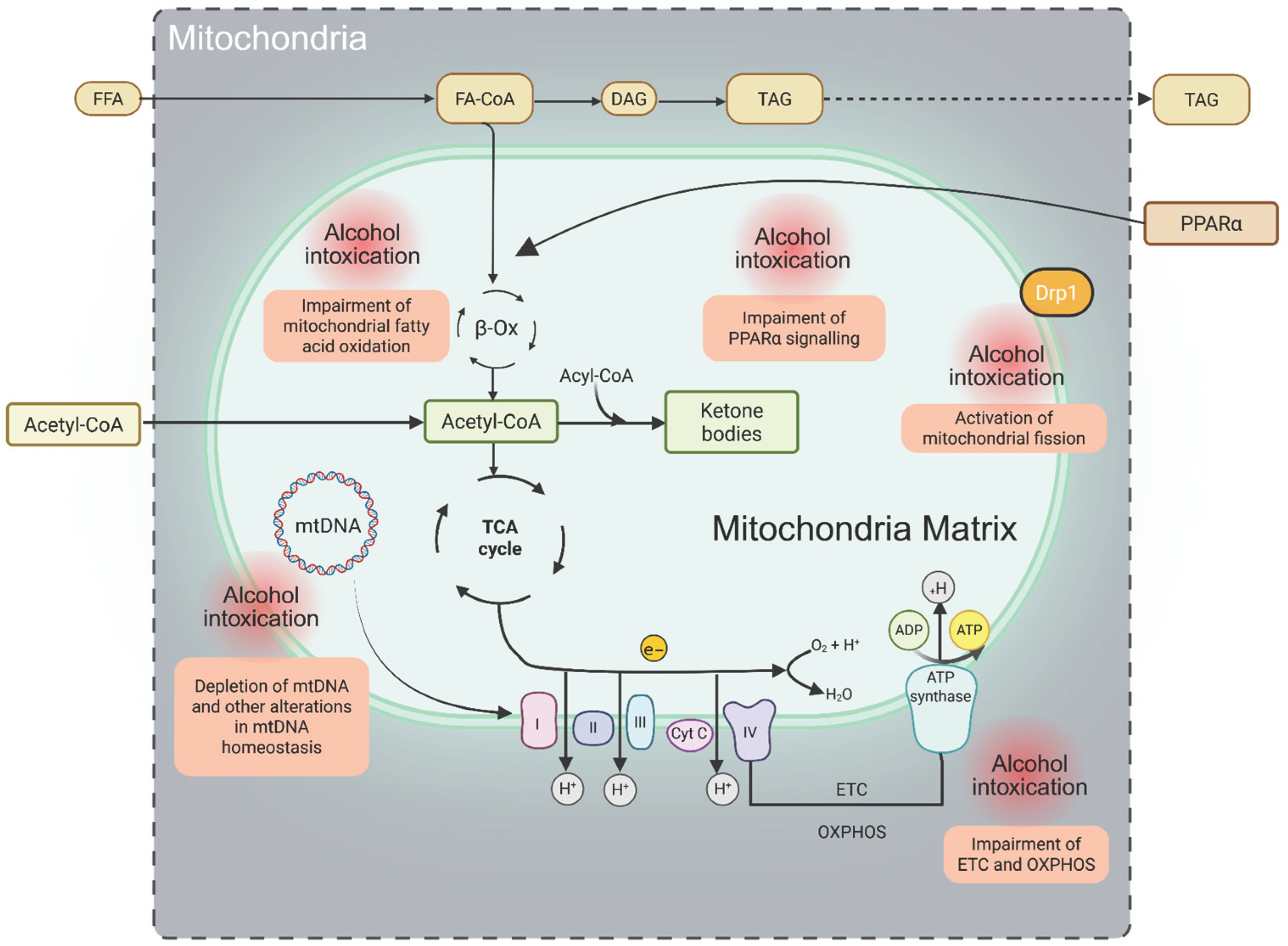 Antioxidants 14 01494 g002