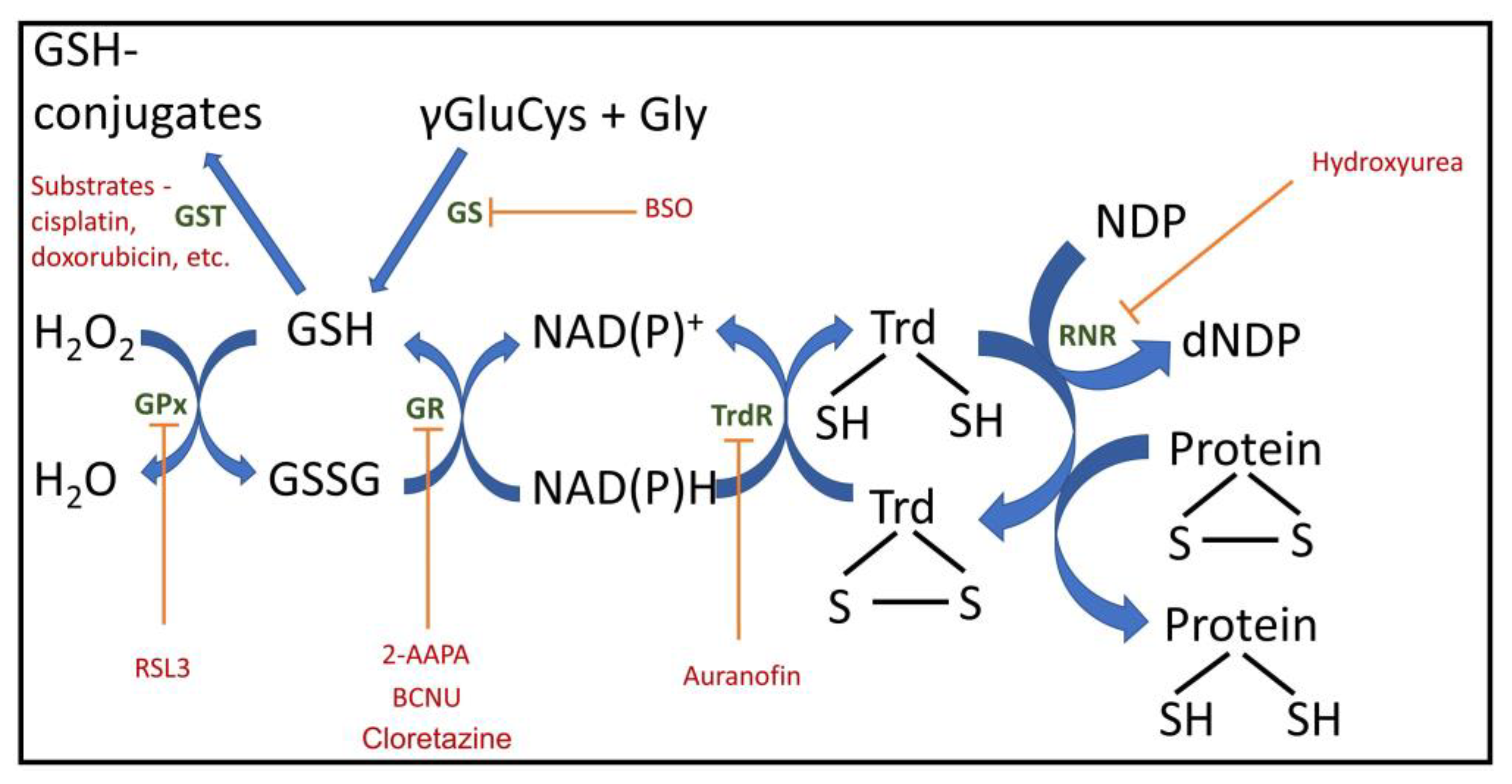 Antioxidants 14 01496 g001 Antioxidants 14 01496 g001