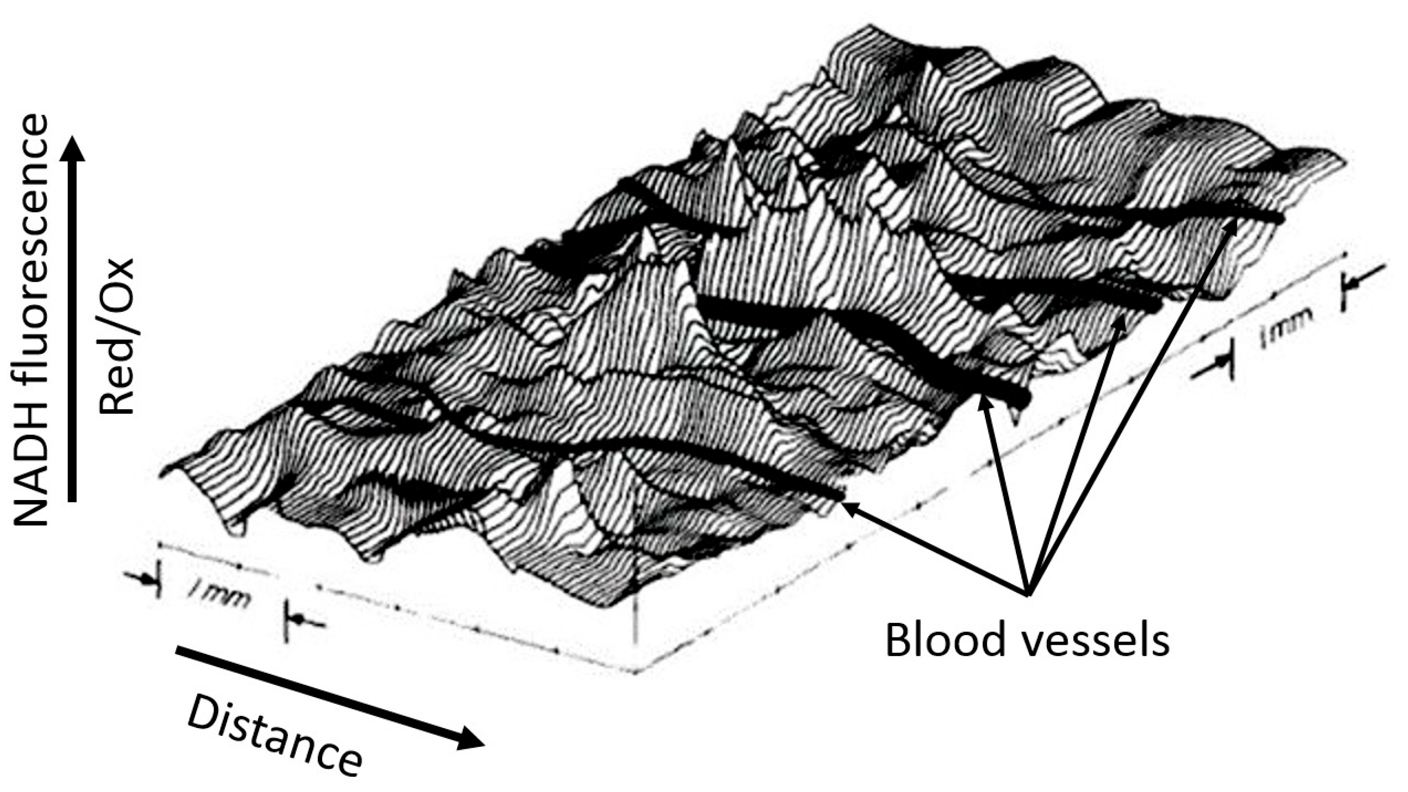Antioxidants 14 01496 g004 Antioxidants 14 01496 g004