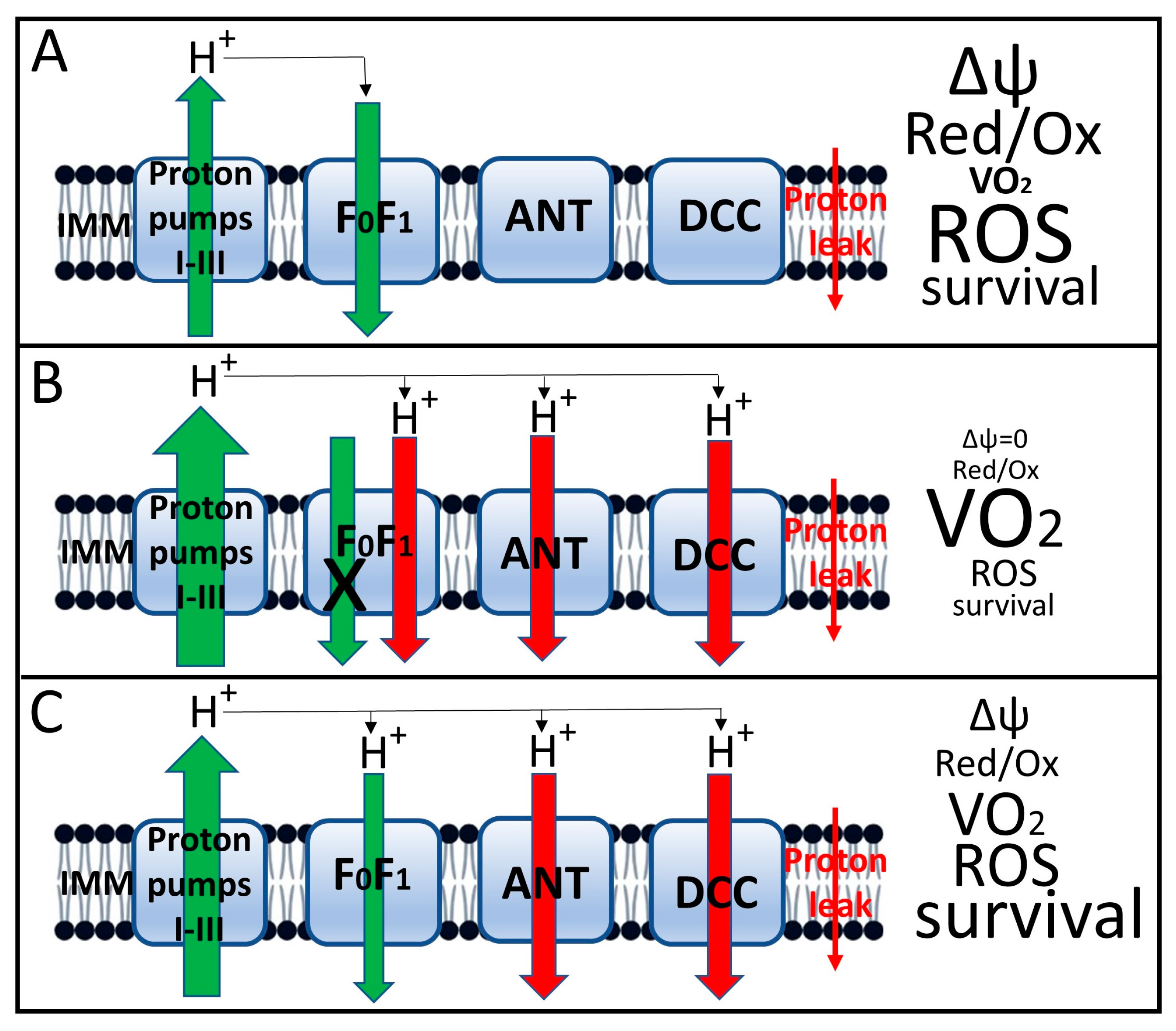 Antioxidants 14 01496 g005 Antioxidants 14 01496 g005