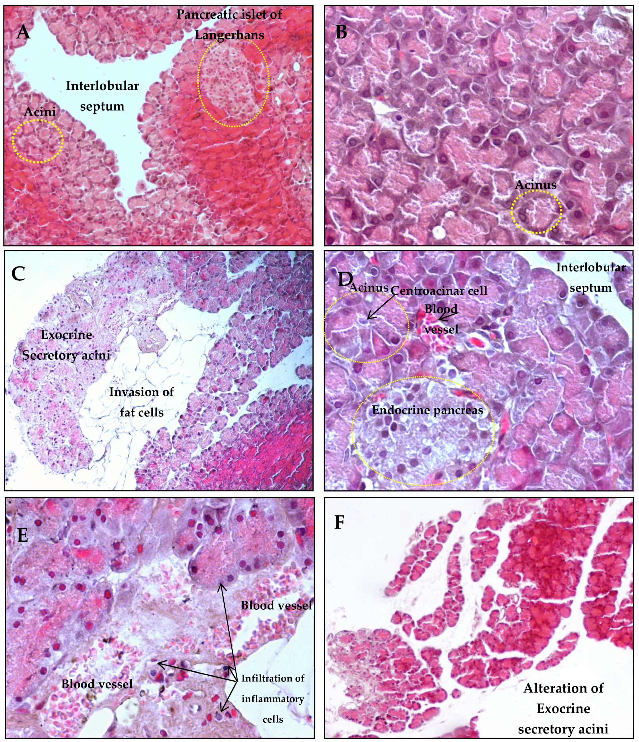 Antioxidants 14 01500 g006