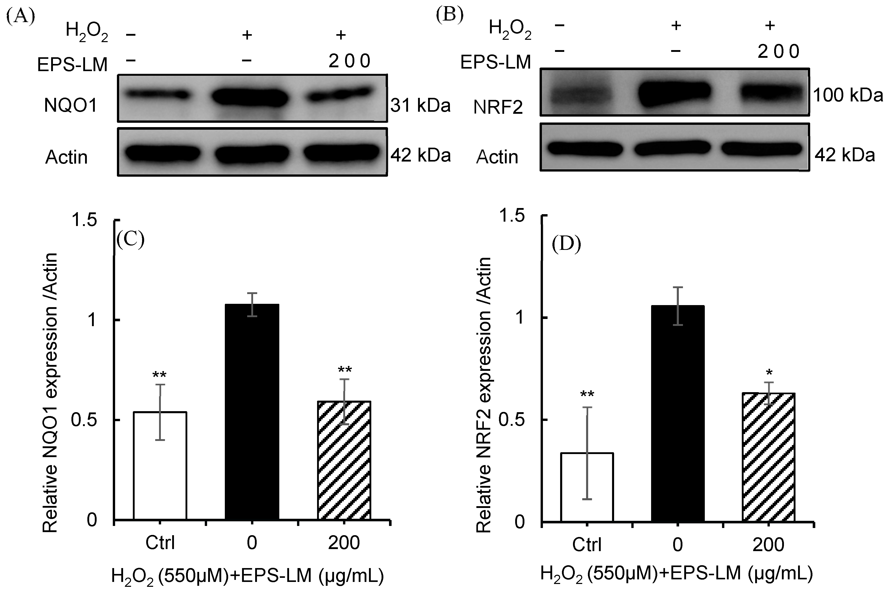 Antioxidants 14 01501 g005