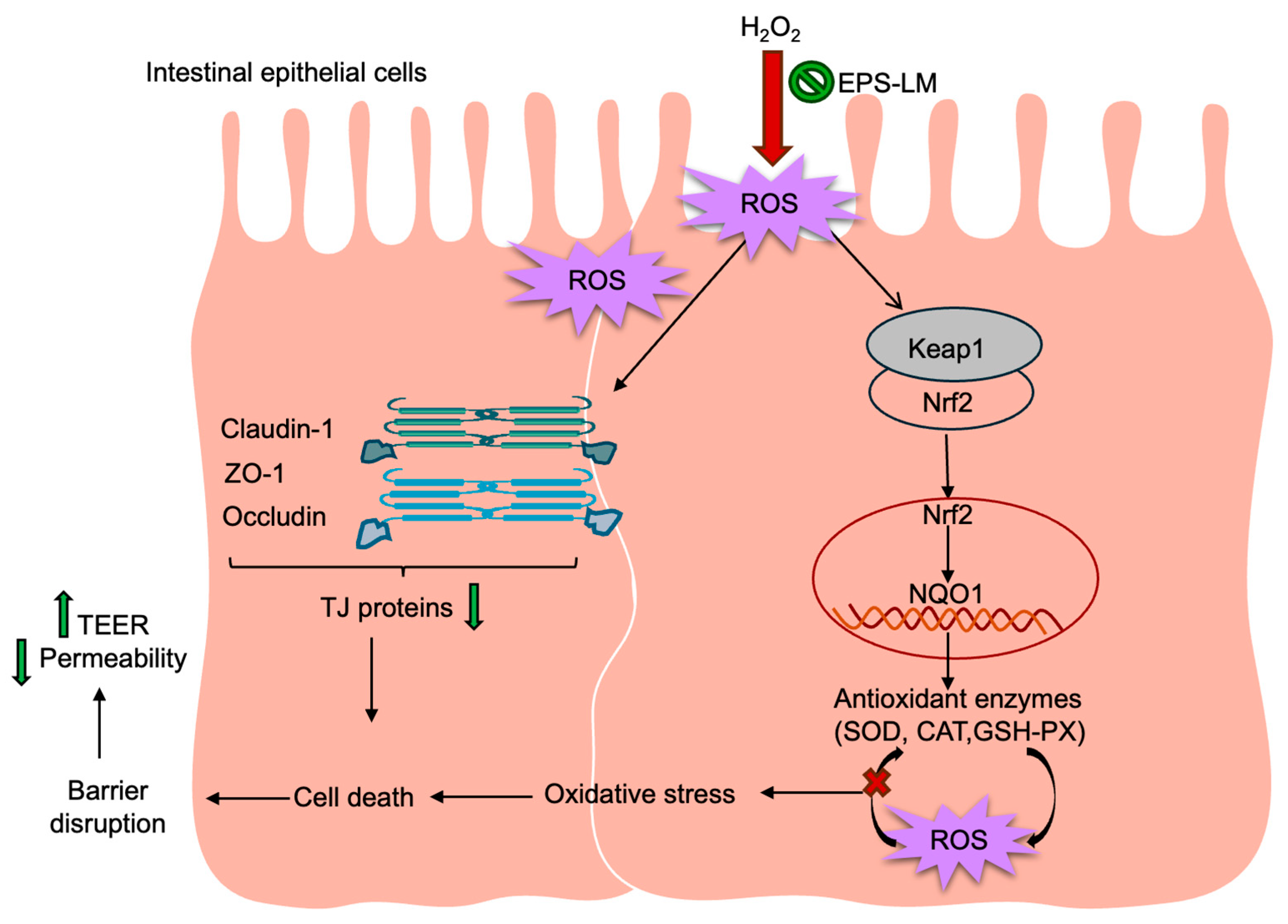 Antioxidants 14 01501 g008