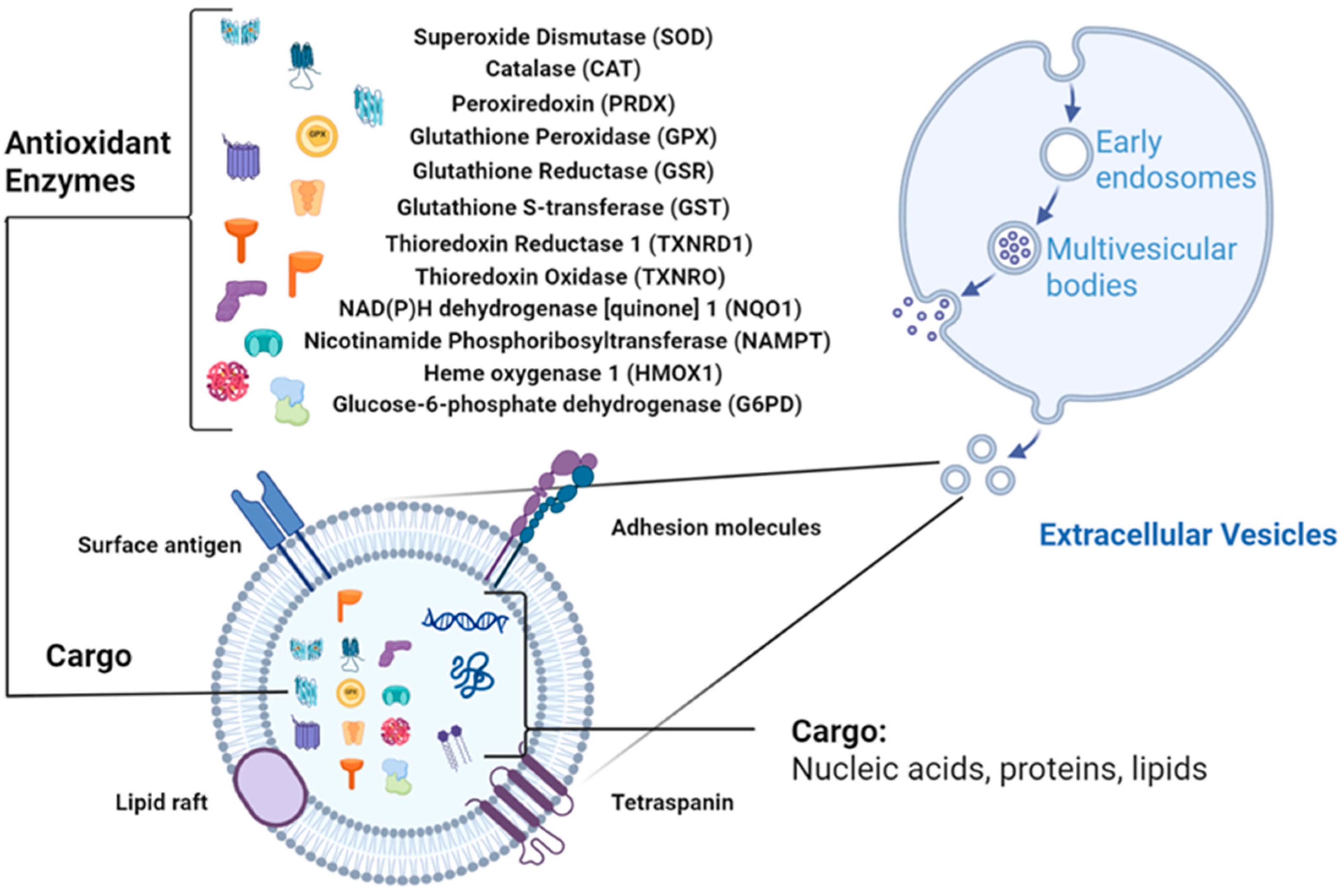 Antioxidants 14 01504 g001