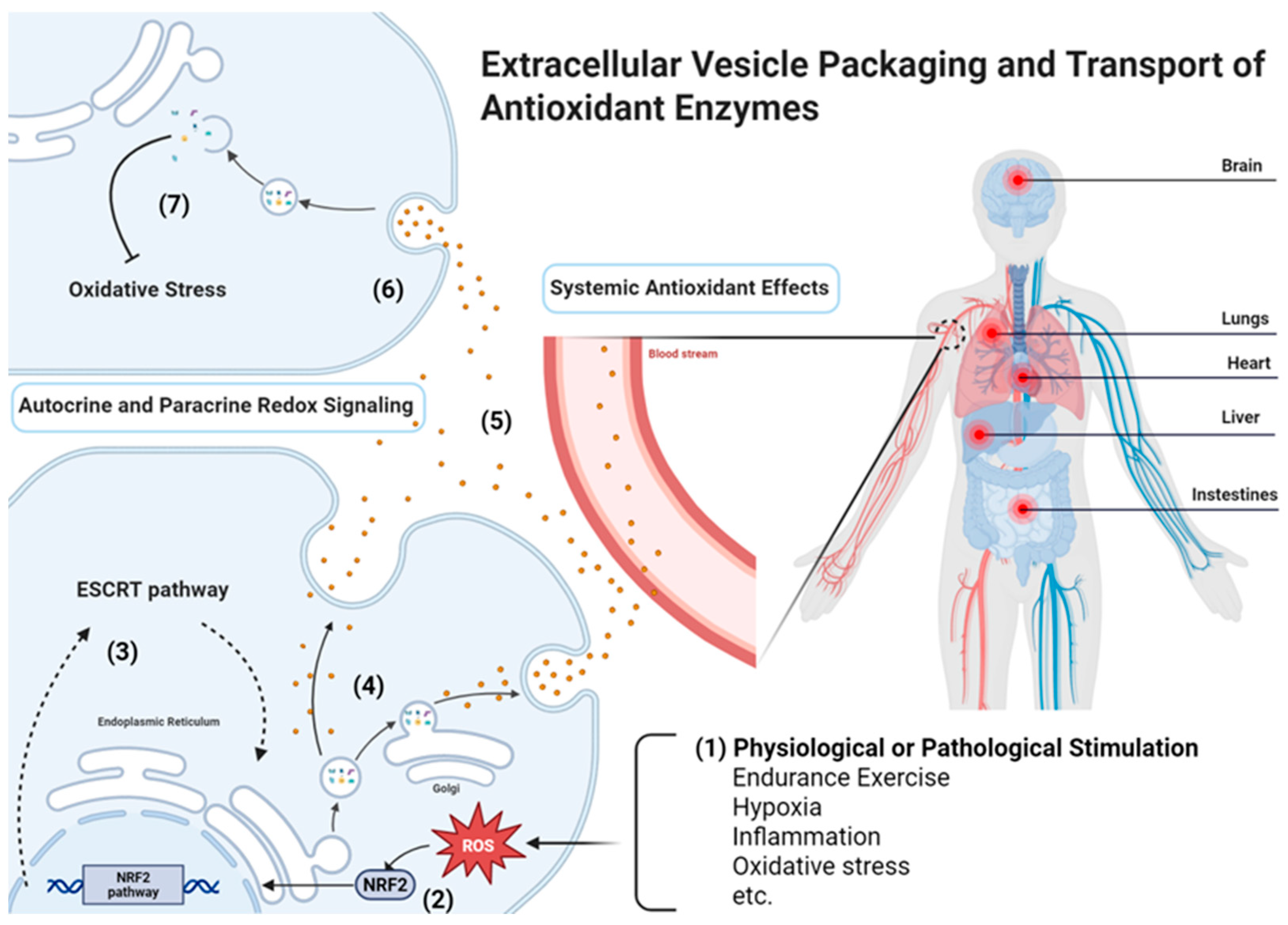 Antioxidants 14 01504 g002